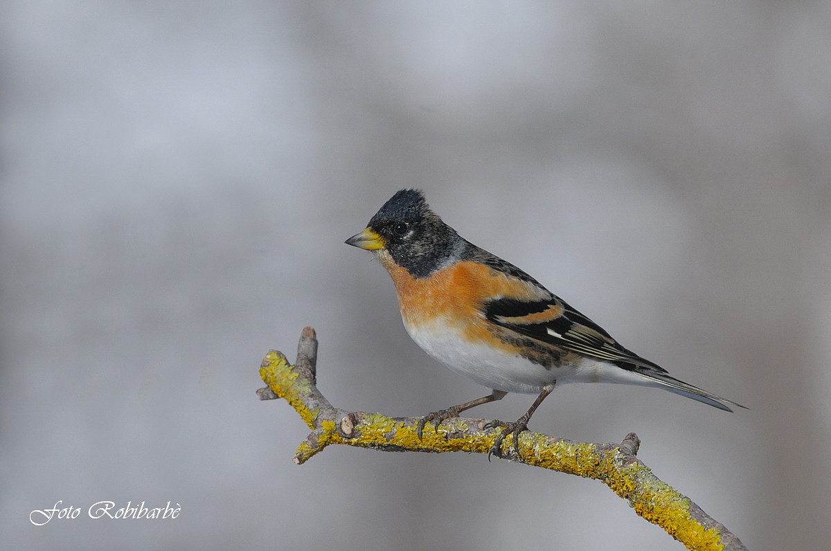 Peppola..... maschio......