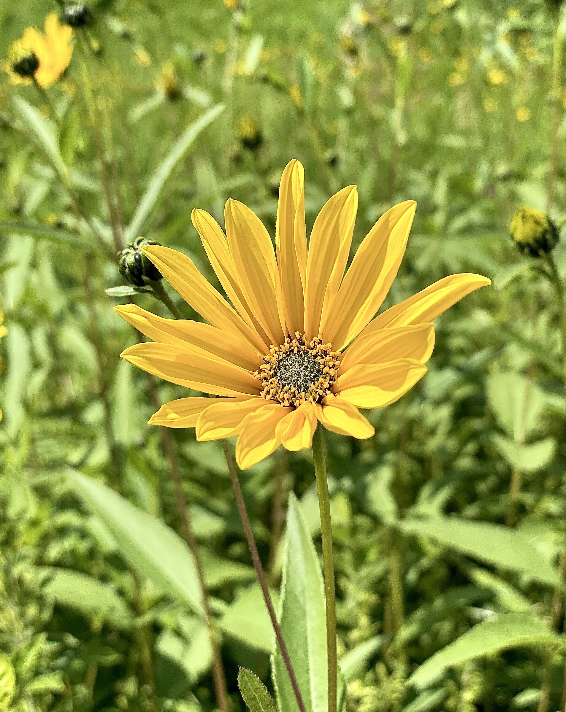 Il Sole in un prato.