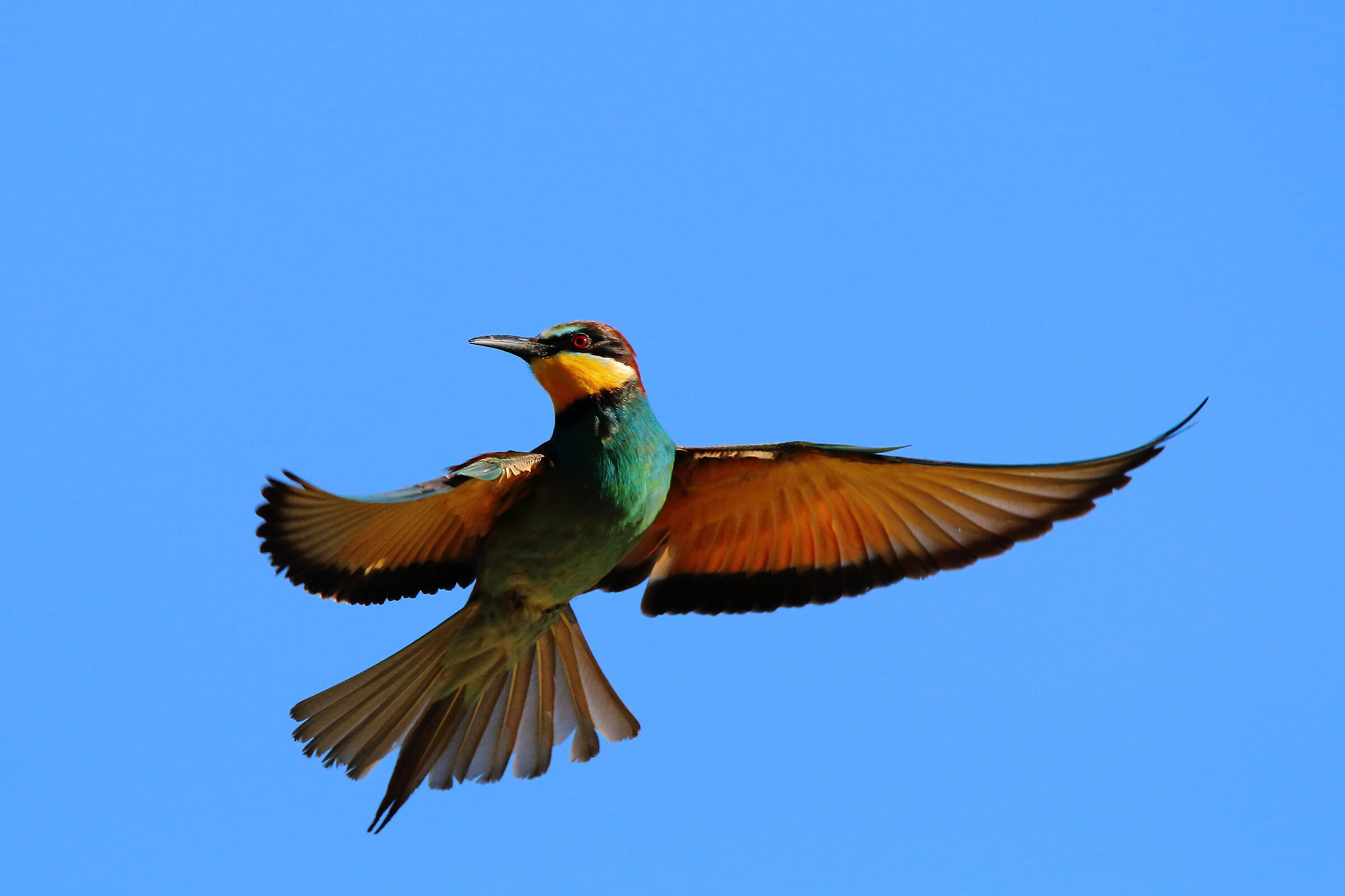 Bee-eater