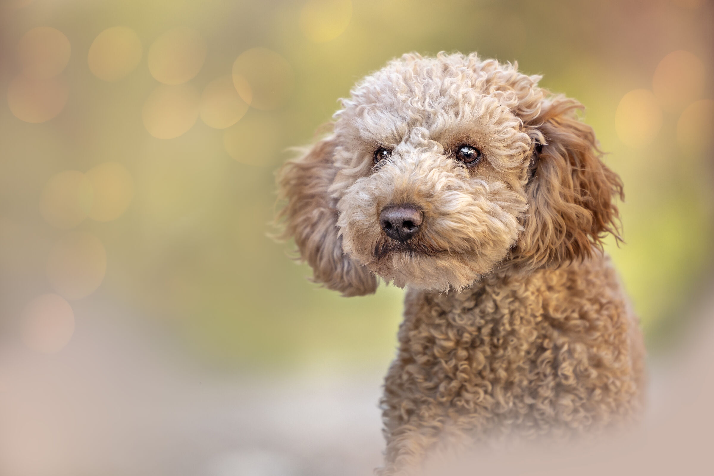 Bau the fearsome poodle