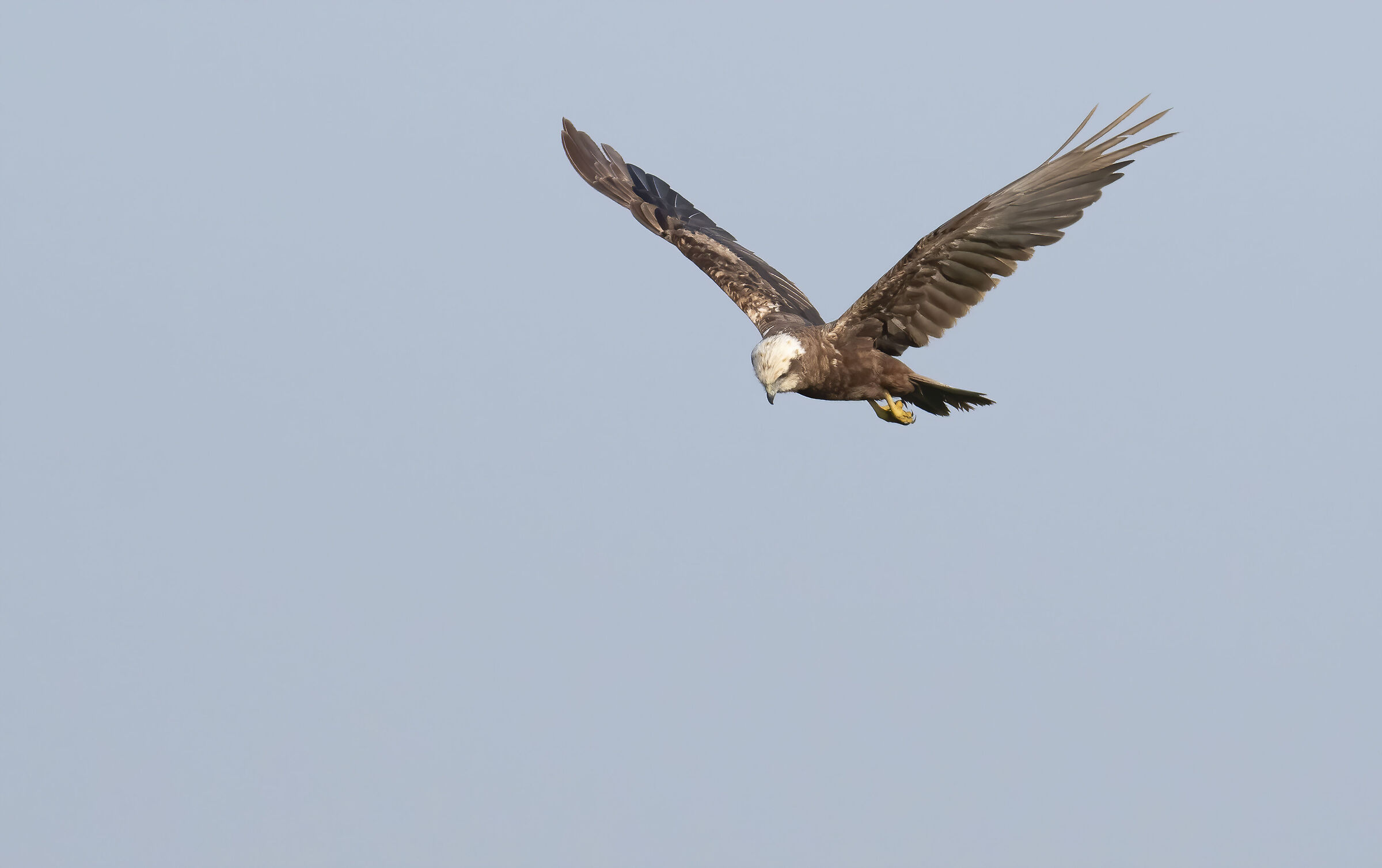 Marsh Harrier
