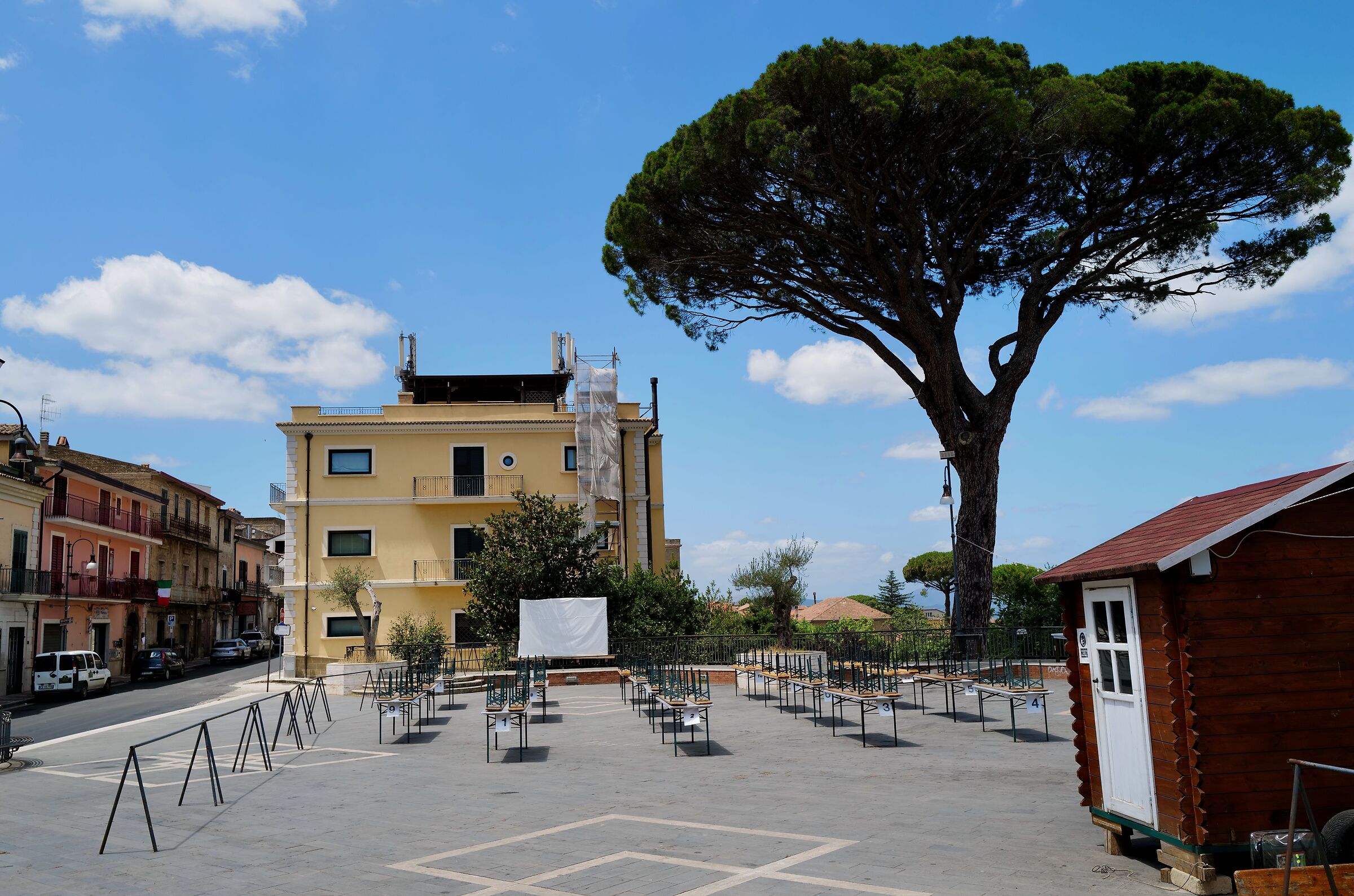 Pino marittimo monumentale