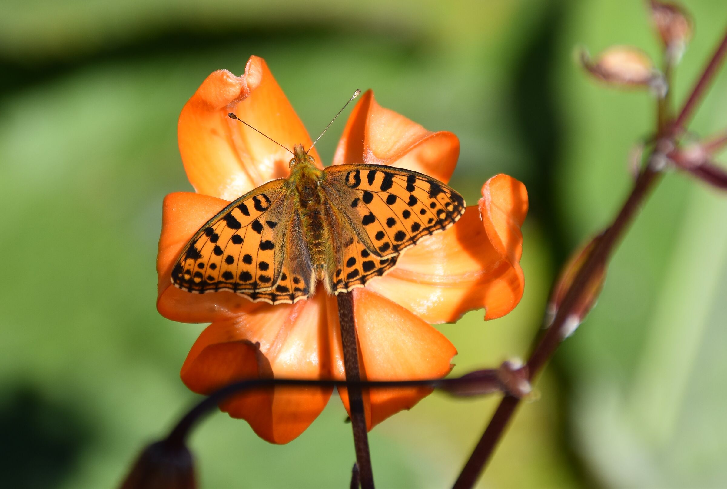 Giardino Paradisia Valle d'Aosta