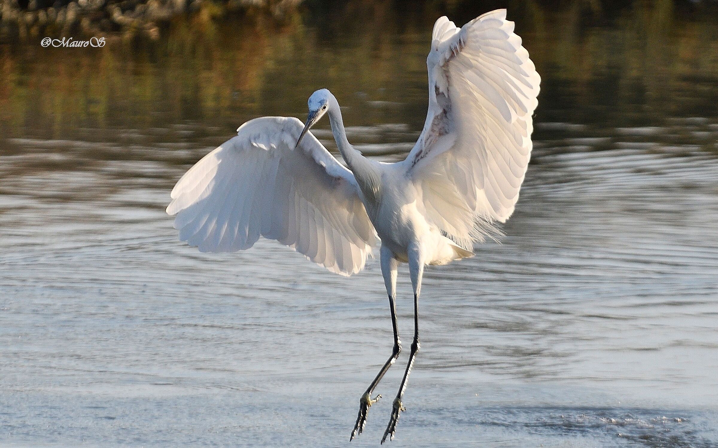 Egret