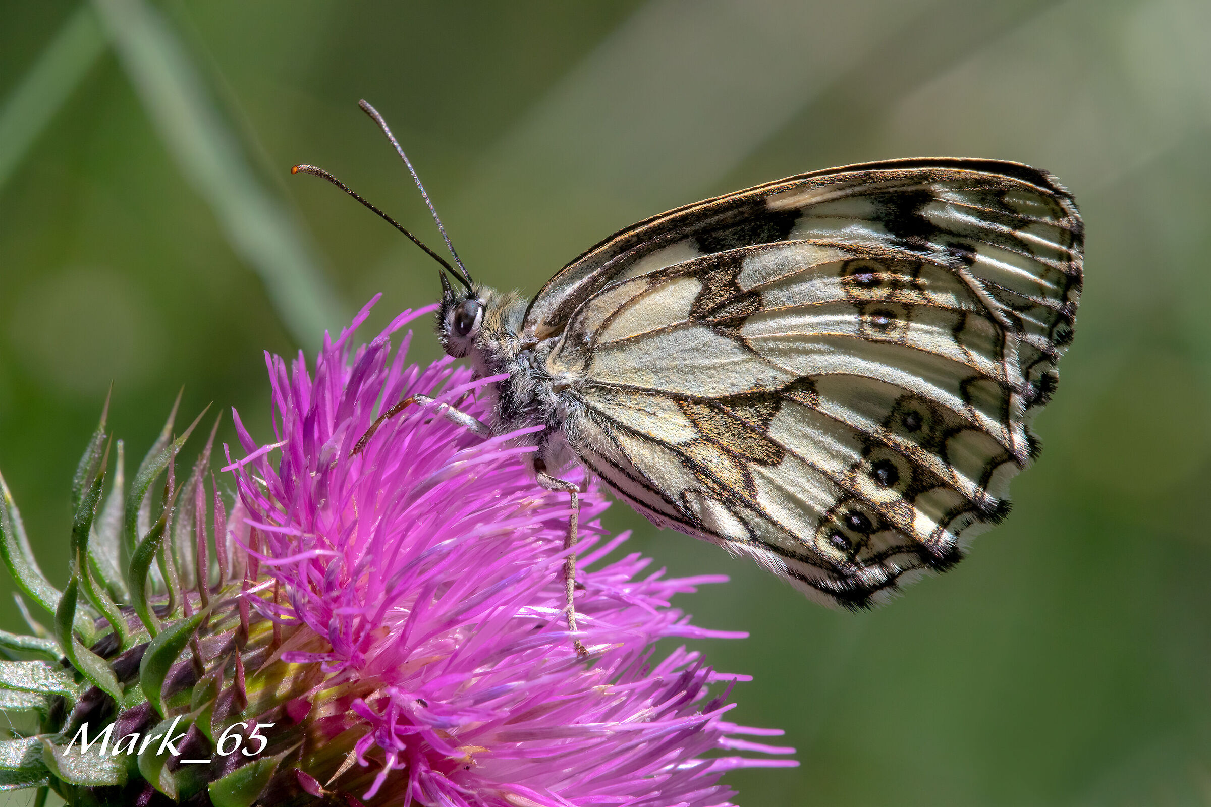melanargia galathea