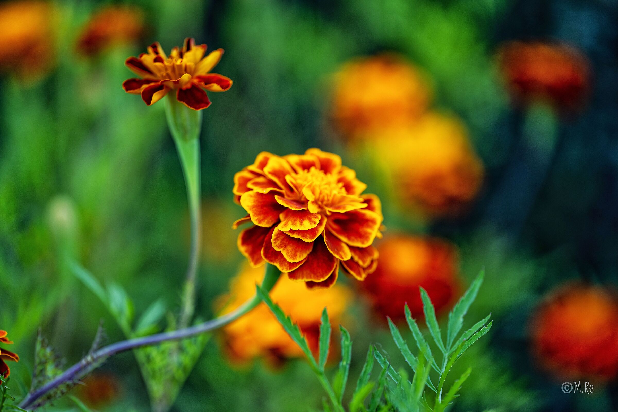 Orange flowers