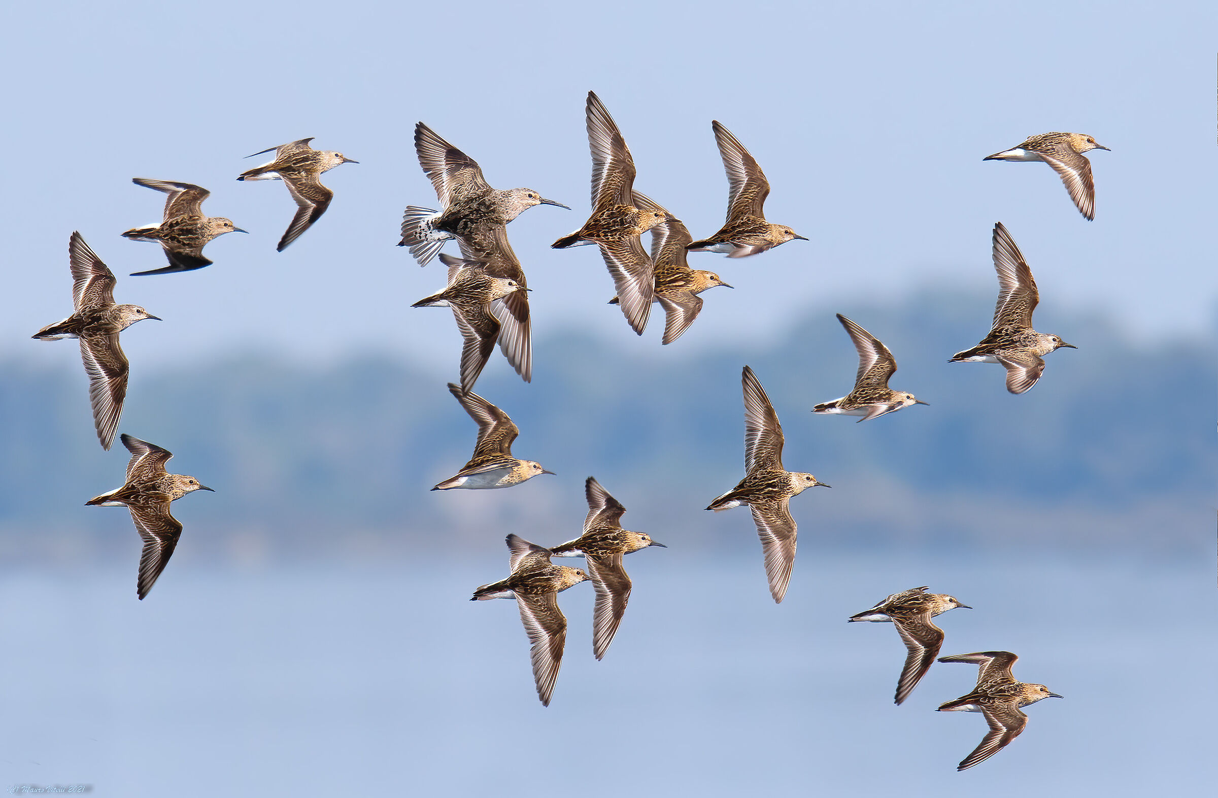 Gambecchi and Piovanello