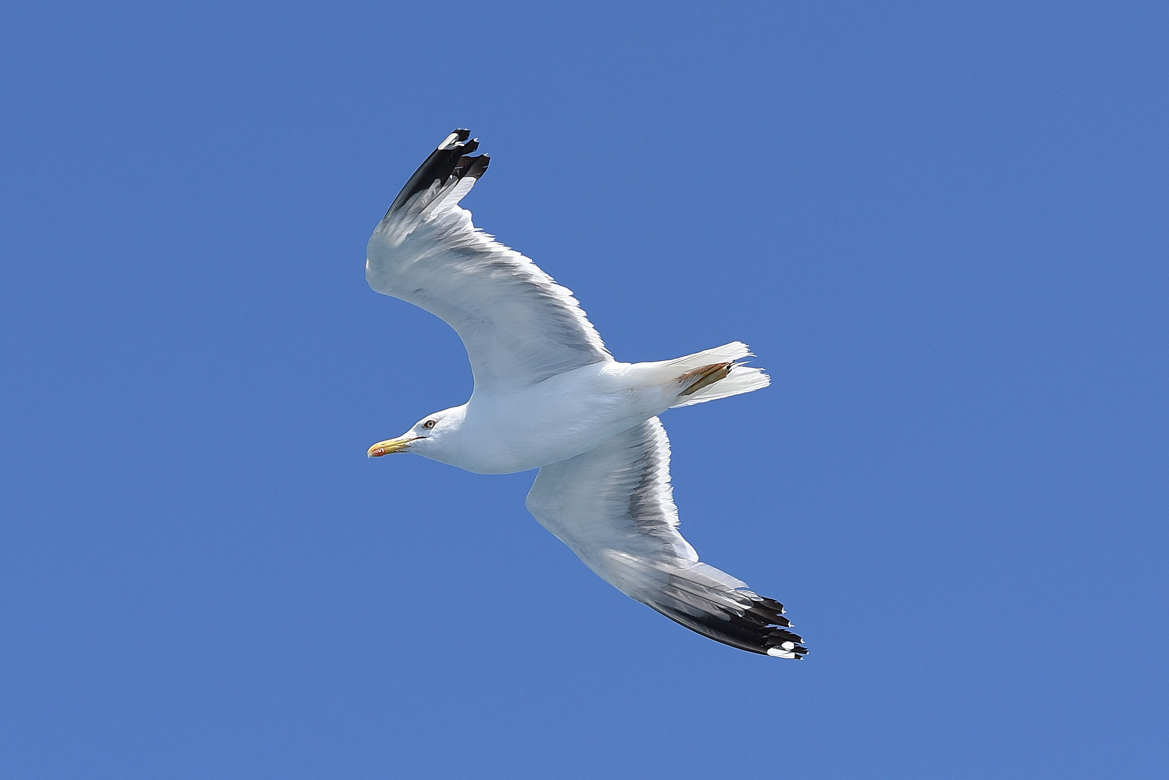 Nel blu dipinto di blu di Procida