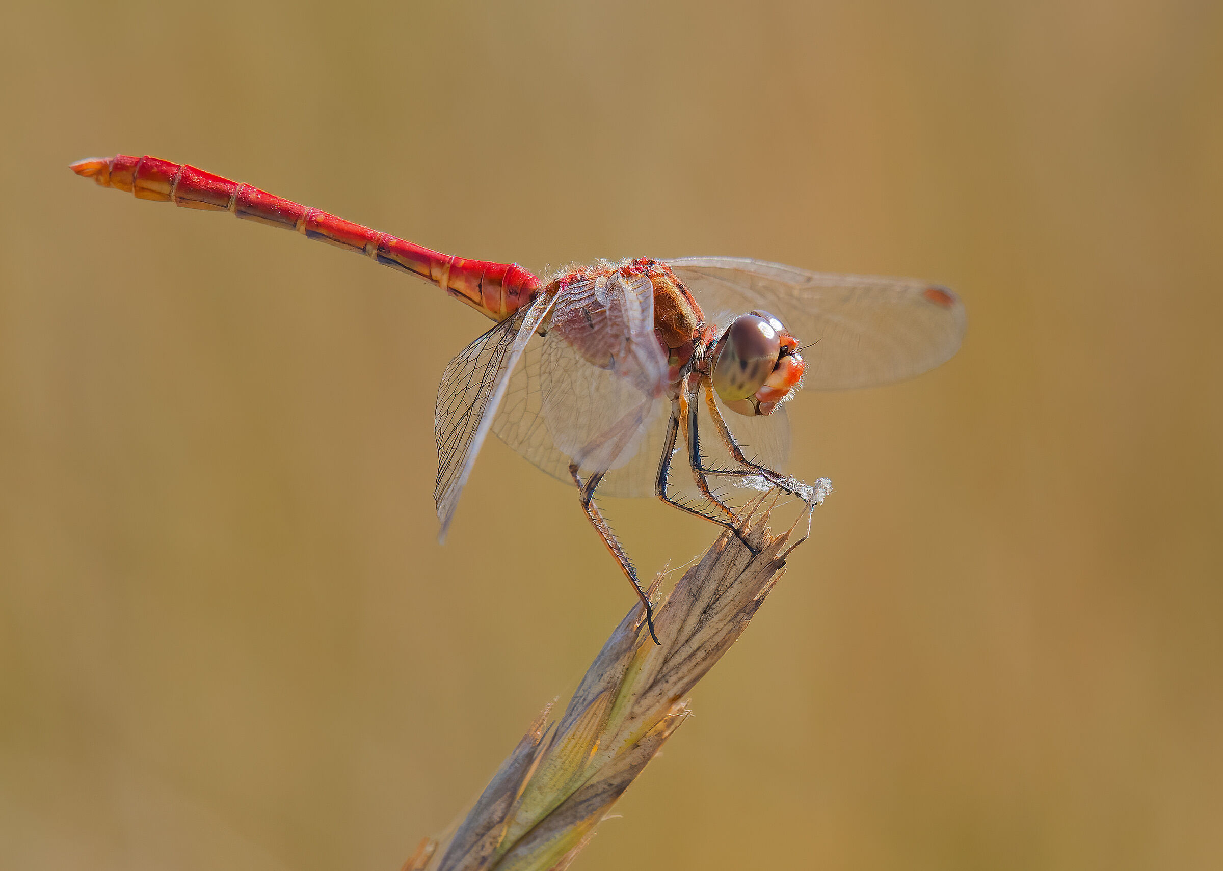 Dragonfly