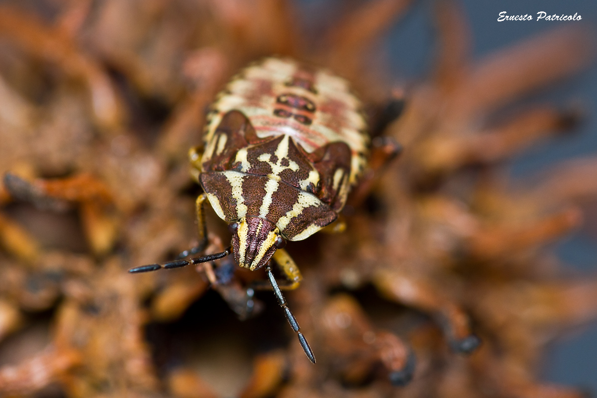 I believe nymph of Carpocoris sp. (Pentatomidae)