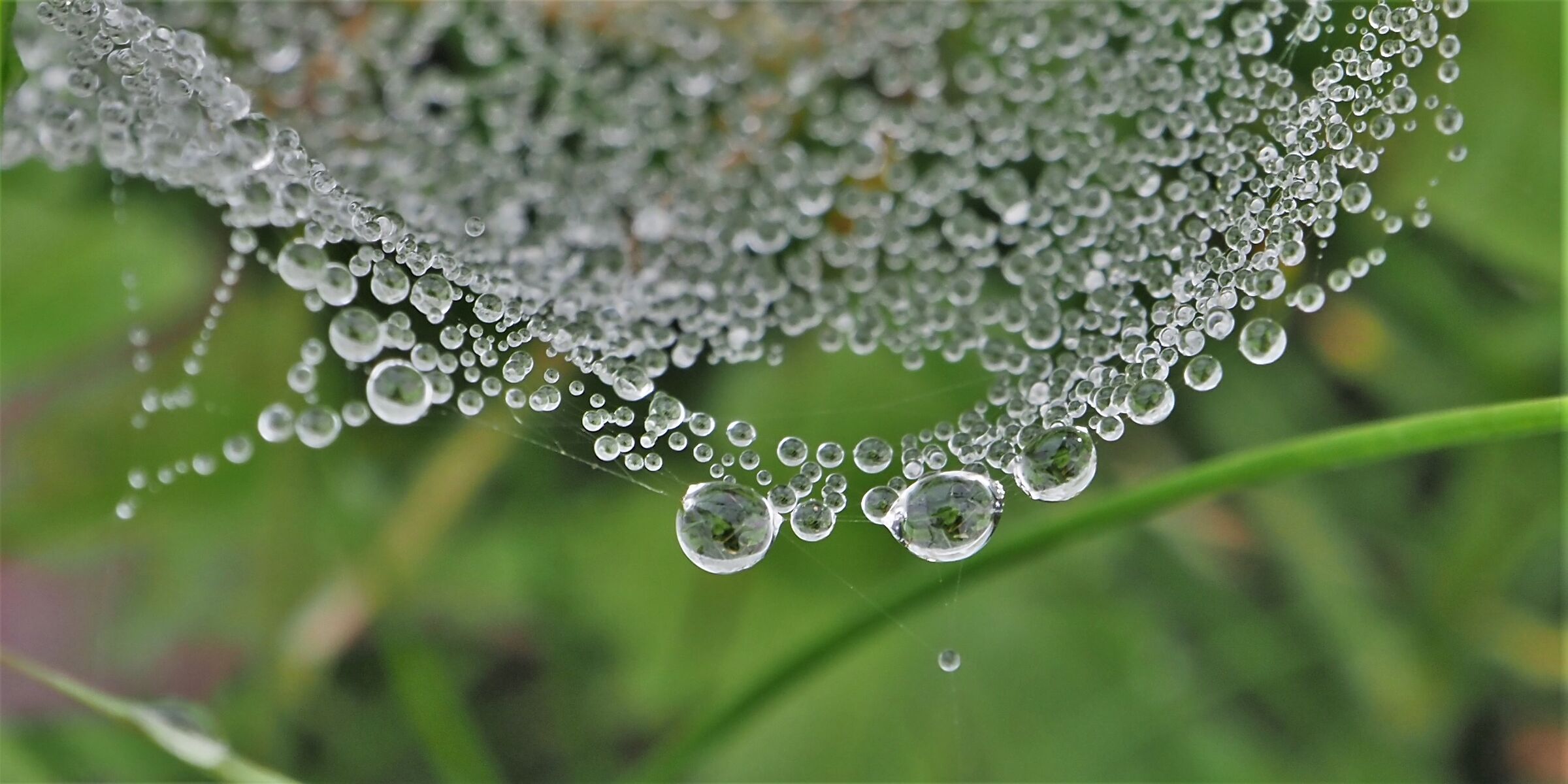 dew on cobweb
