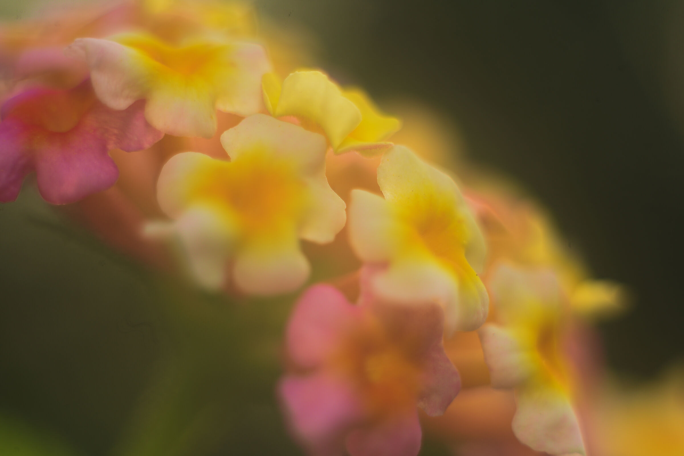 In giardino: Galline vecchie fanno buon brodo