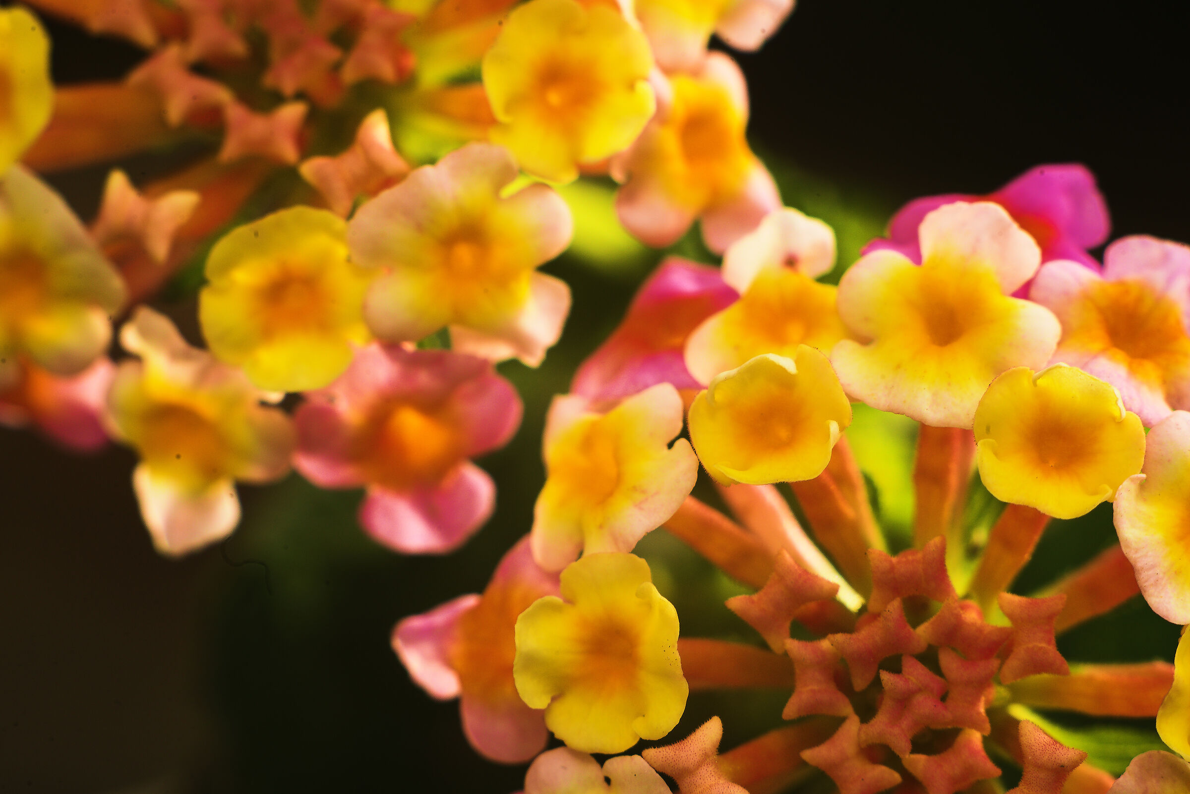 In the garden: Old hens make good broth