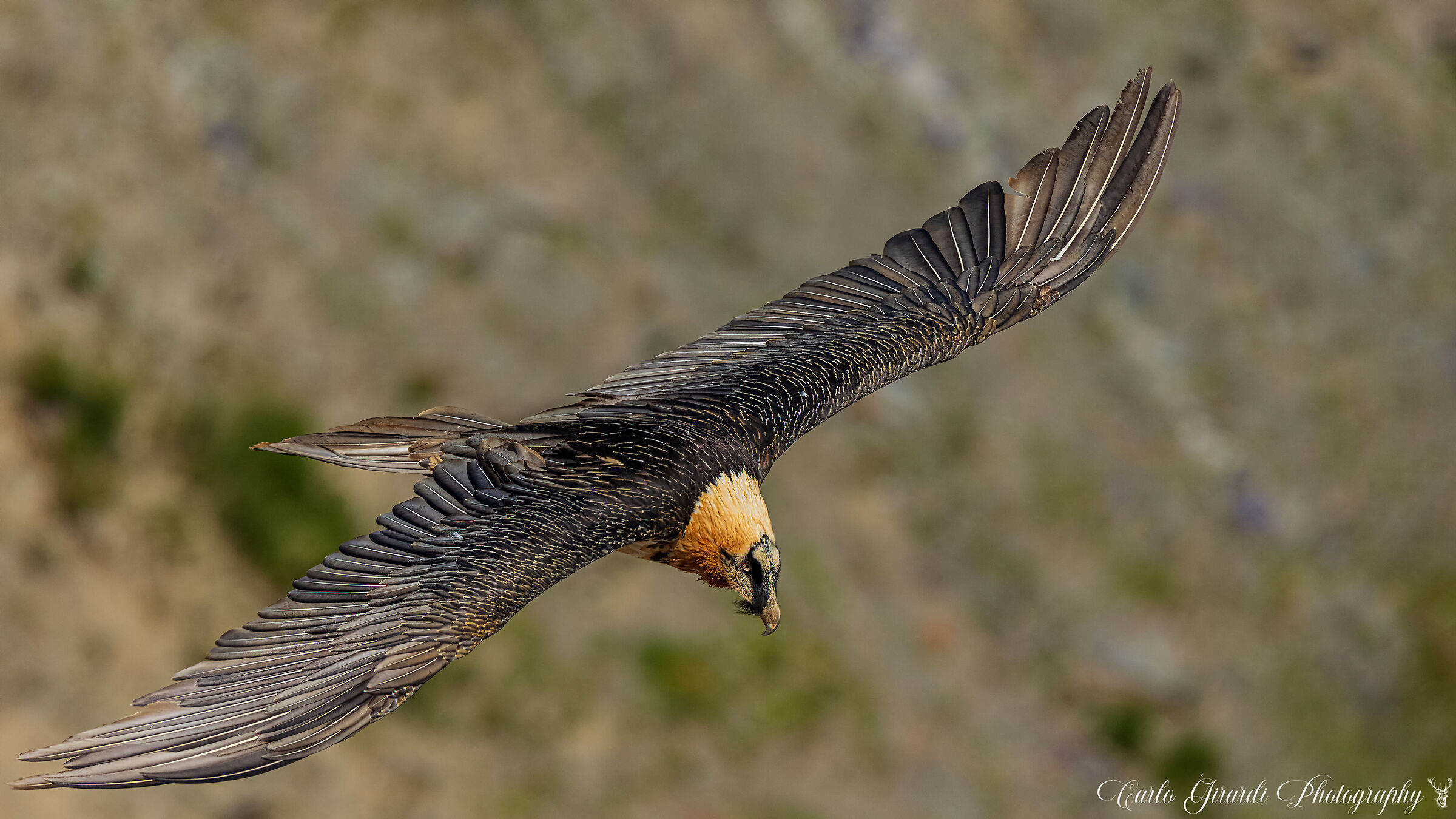 Bearded vulture