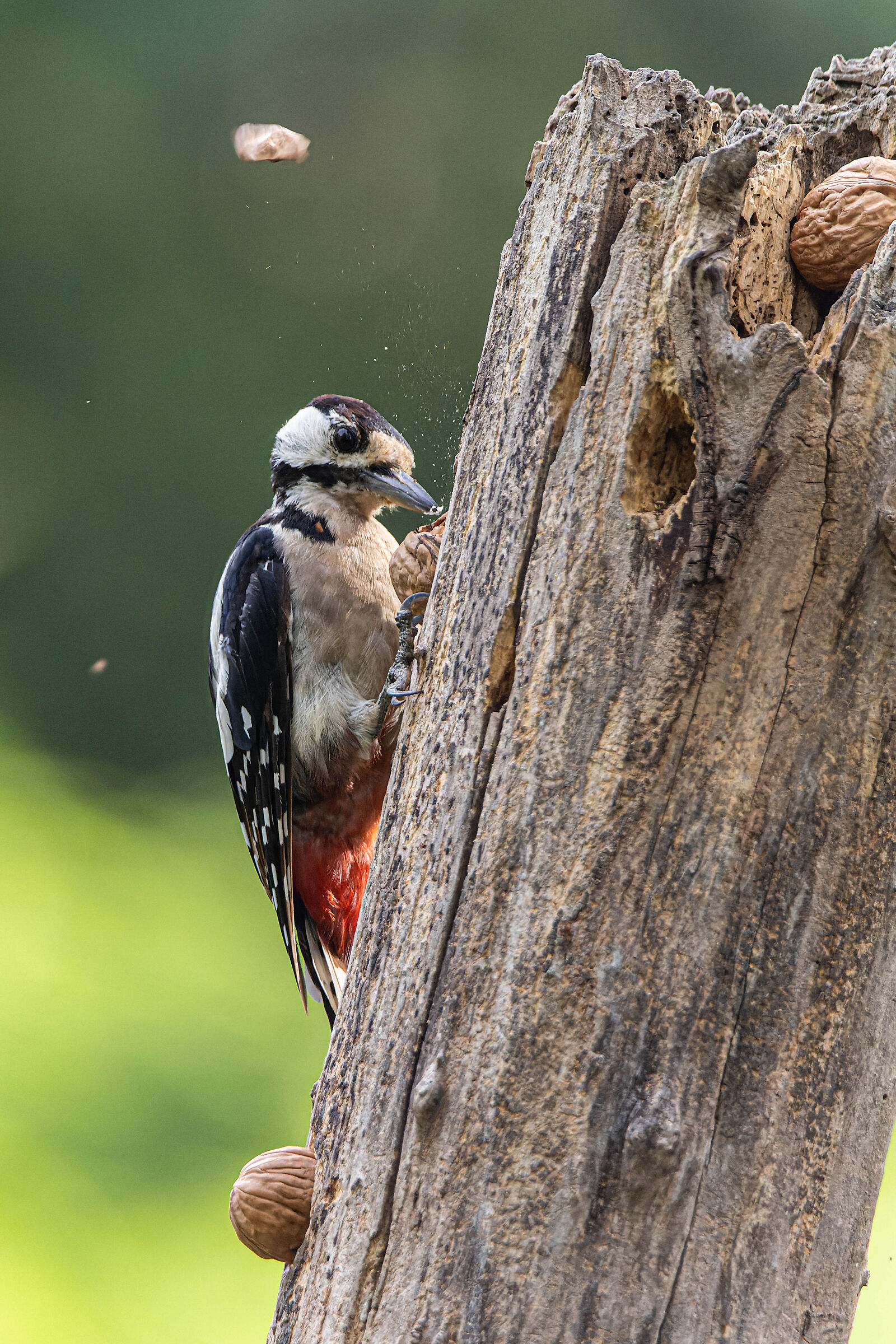 Great spotted woodpecker
