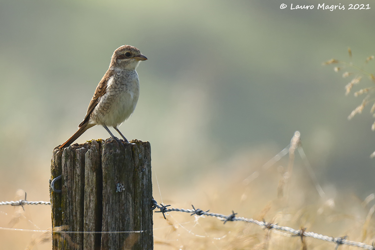 Red-backed shrike