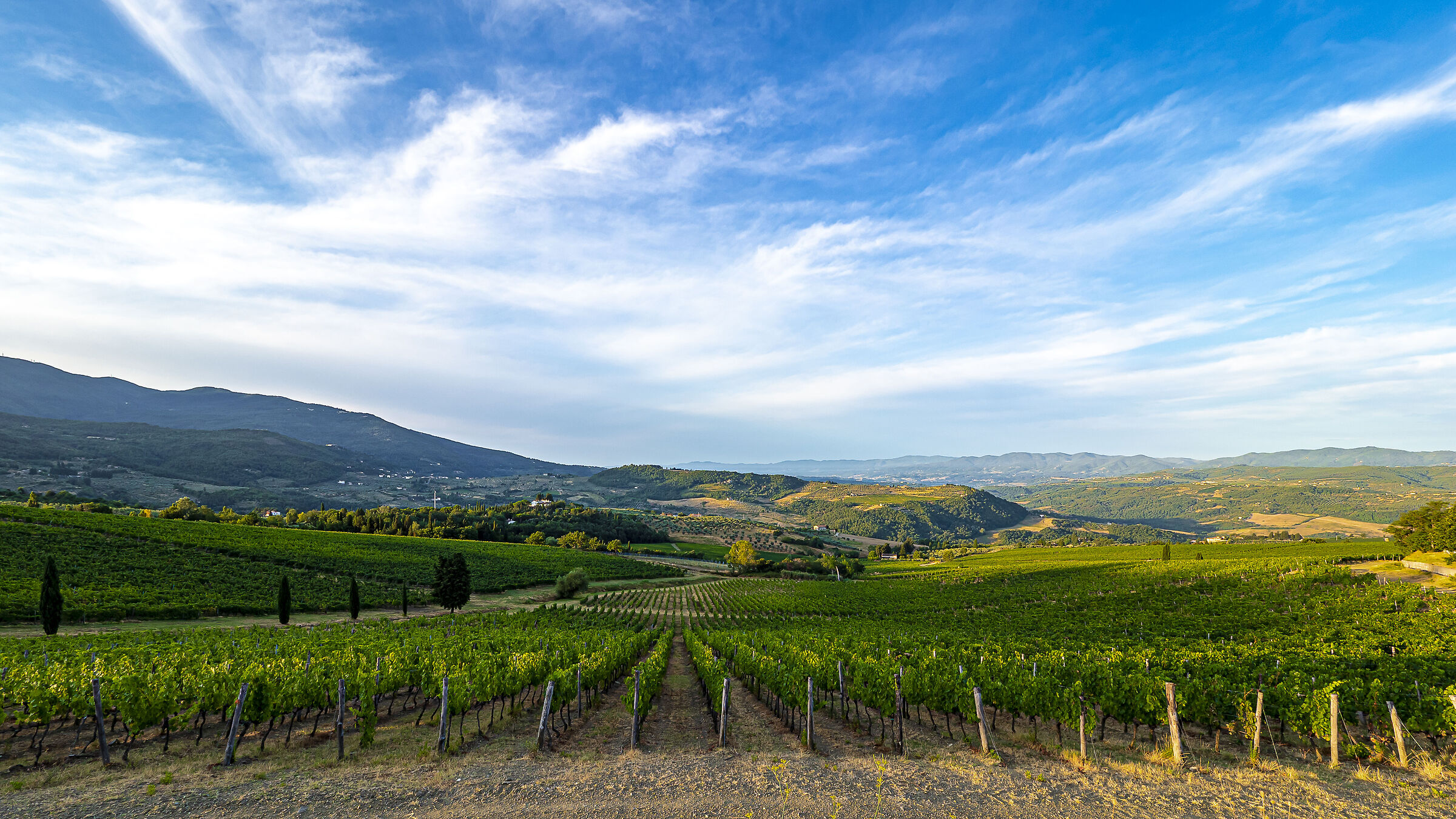 Green waves of vineyards