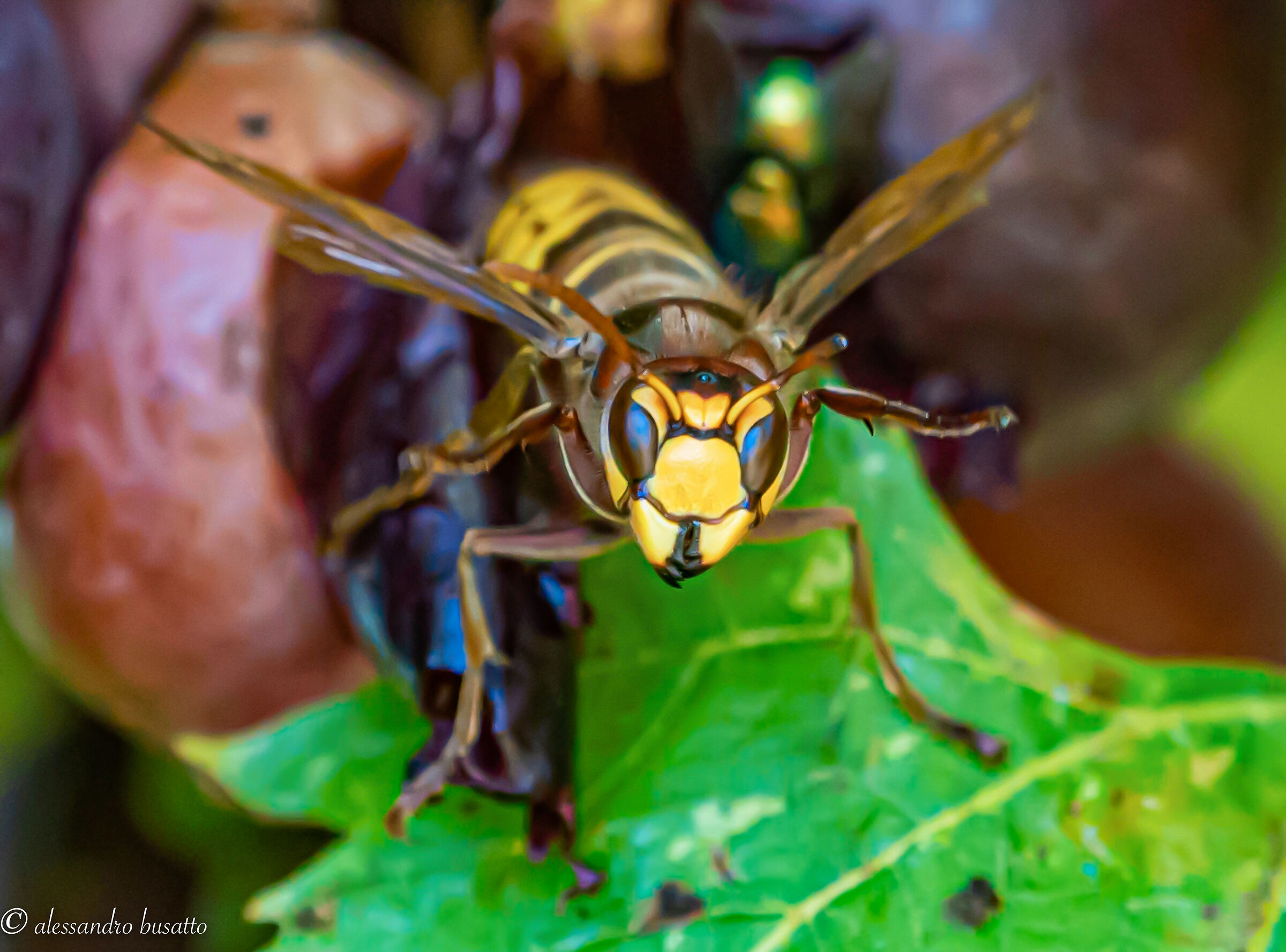 Ritratto di calabrone
