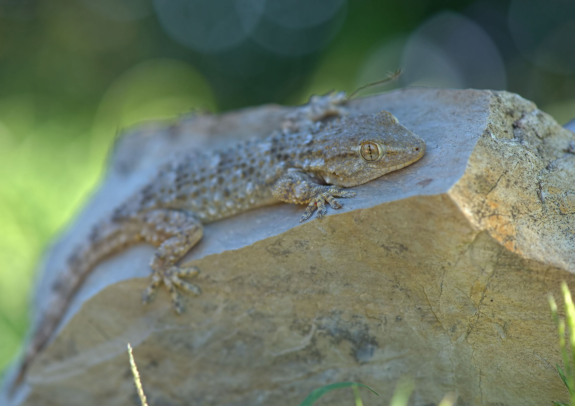 Common gecko