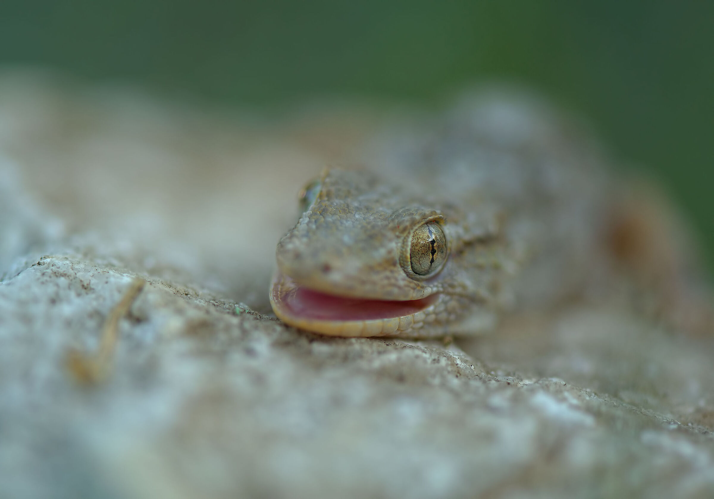 Common gecko
