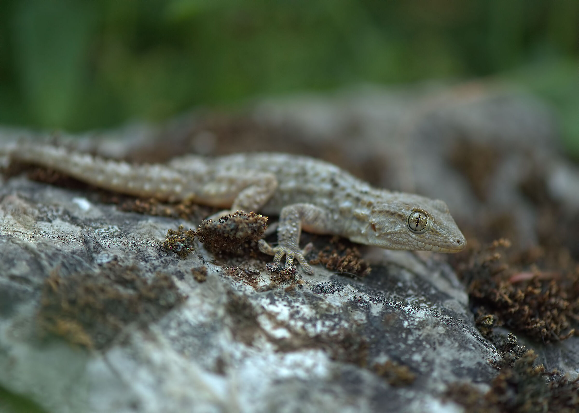 Common gecko