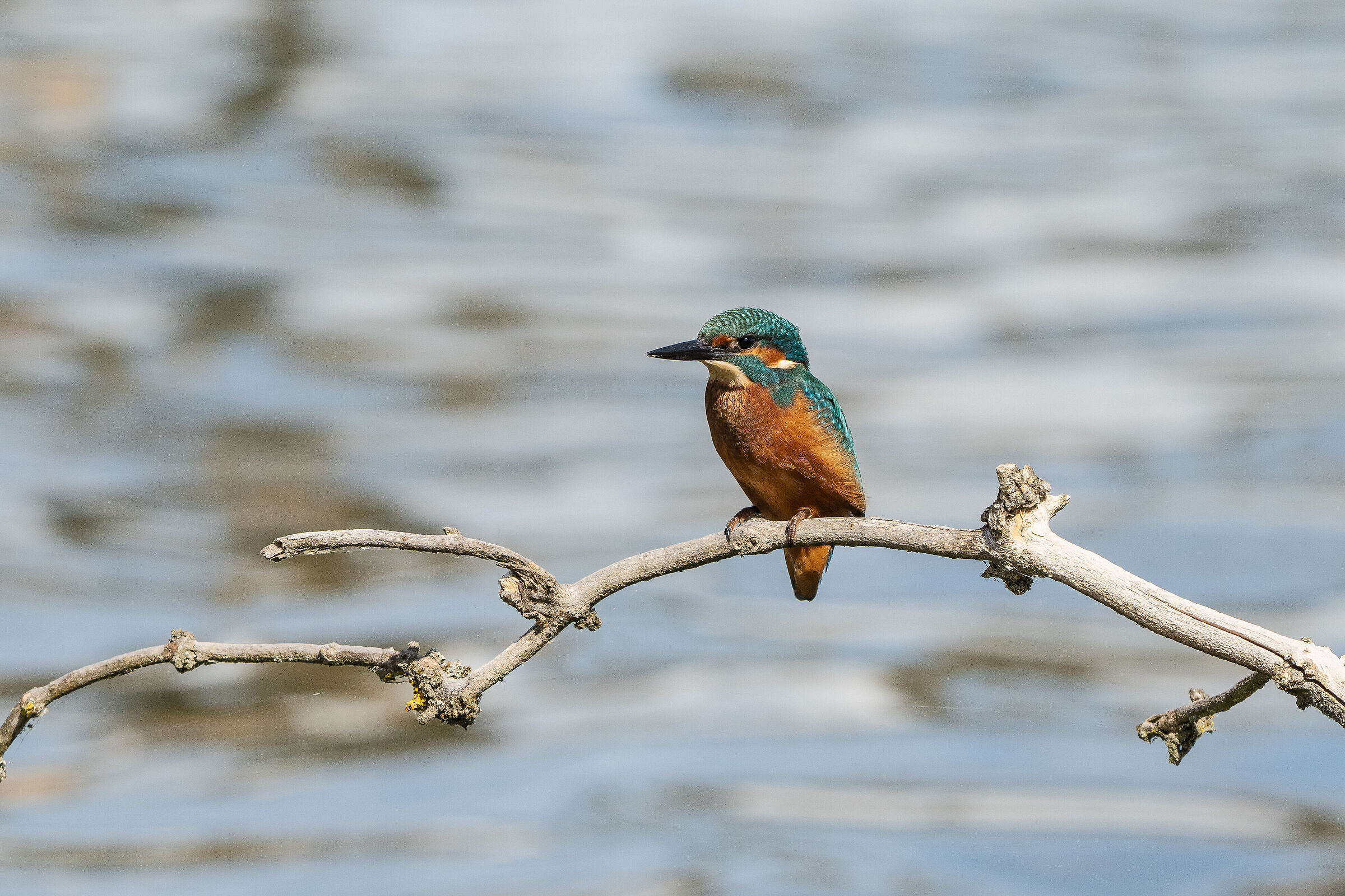 Alcedo atthis