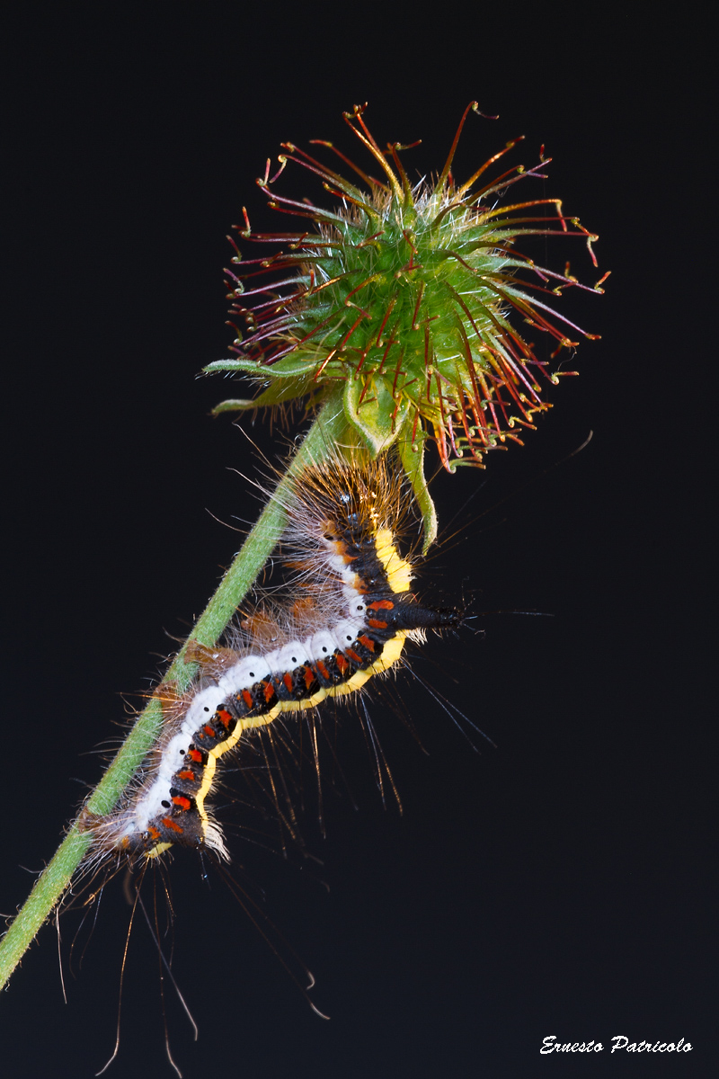 Fourth-stage caterpillar of Acronicta psi (Noctuidae)