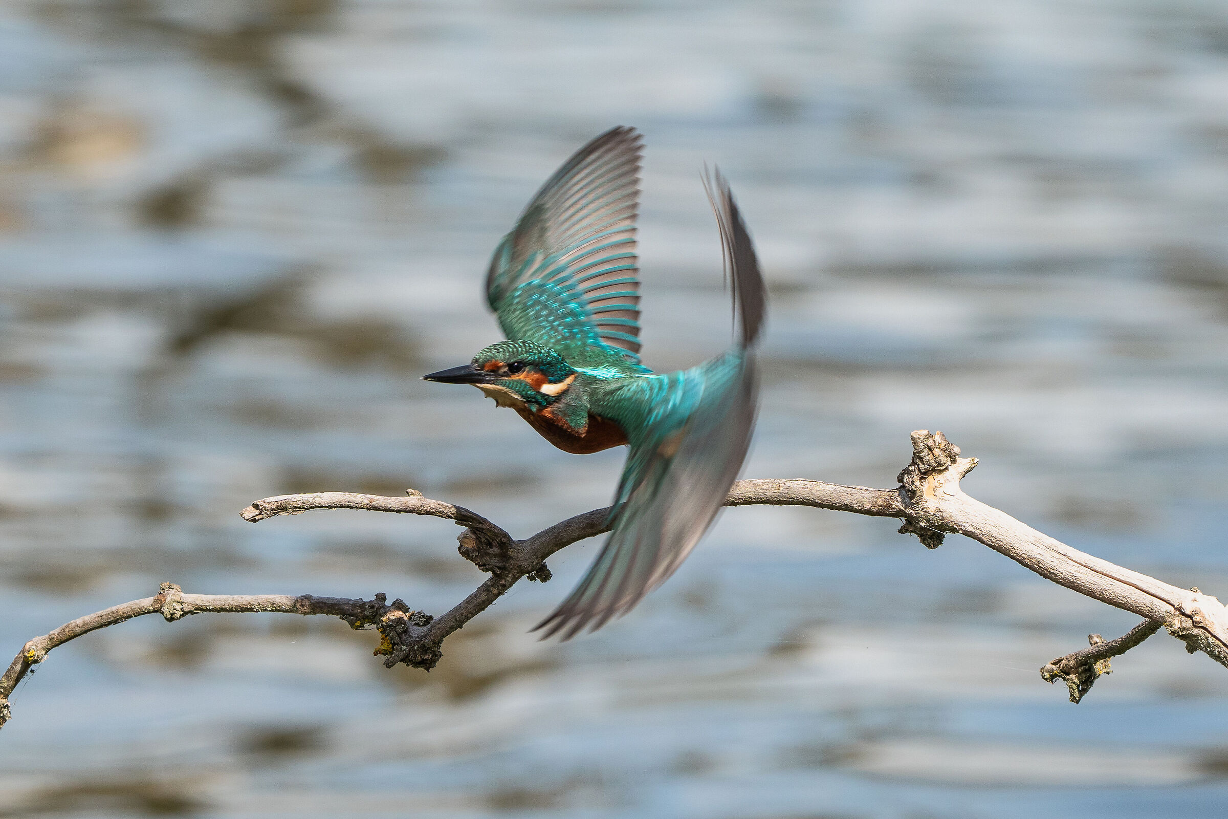 Alcedo atthis in decollo