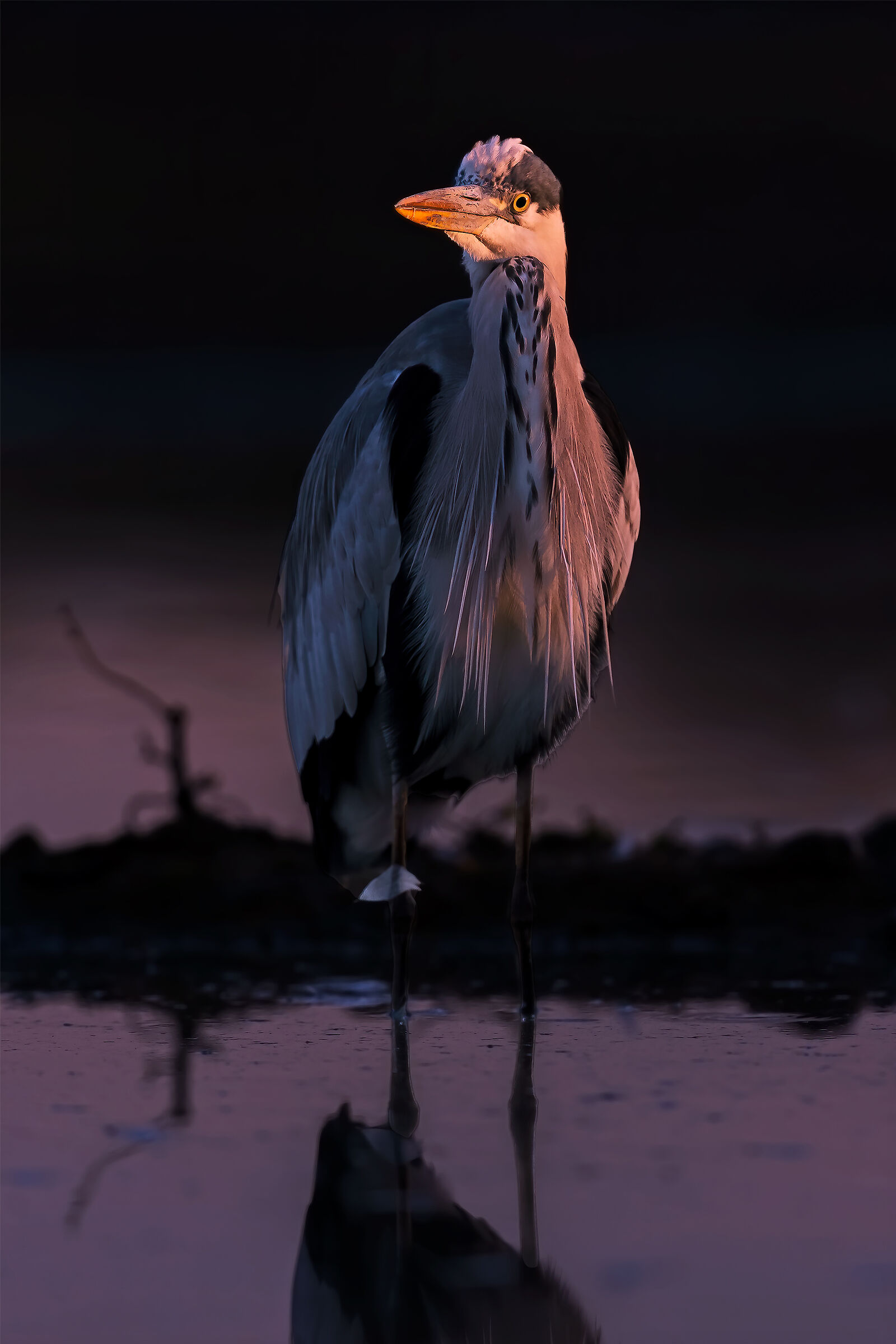 Cenerino...prima luce