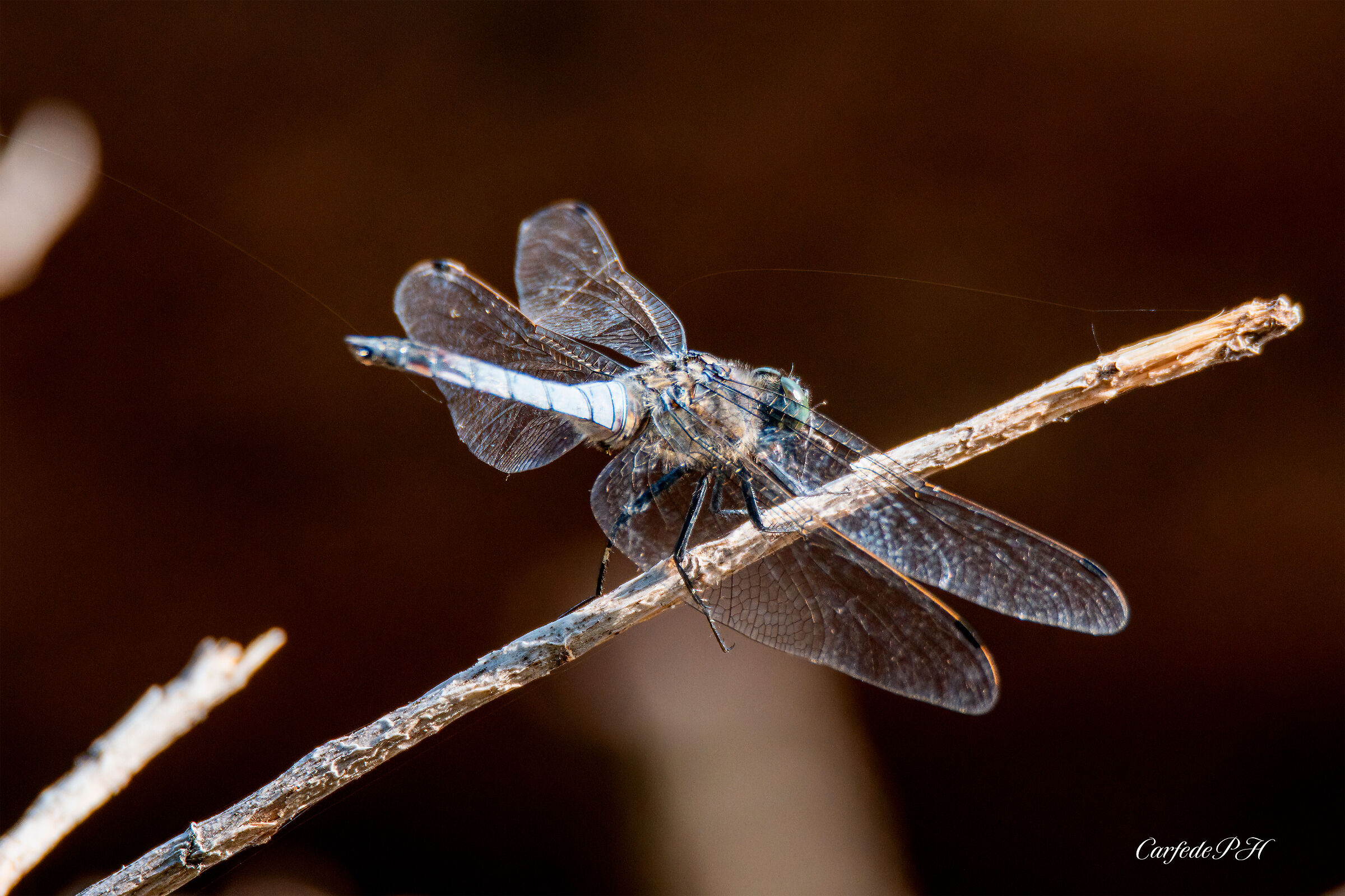 dragonfly
