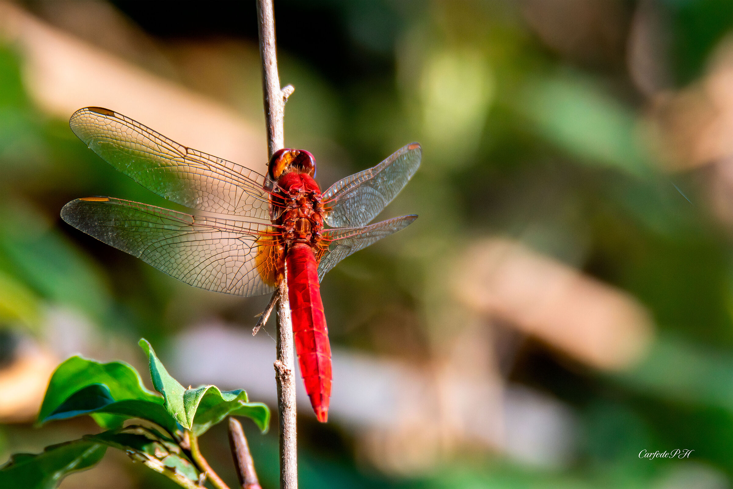 dragonfly