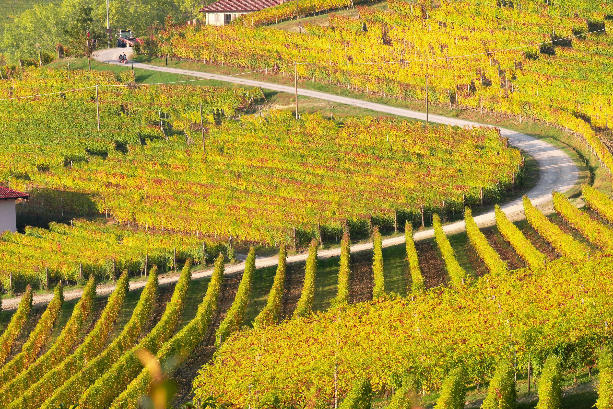 Strada tra le vigne