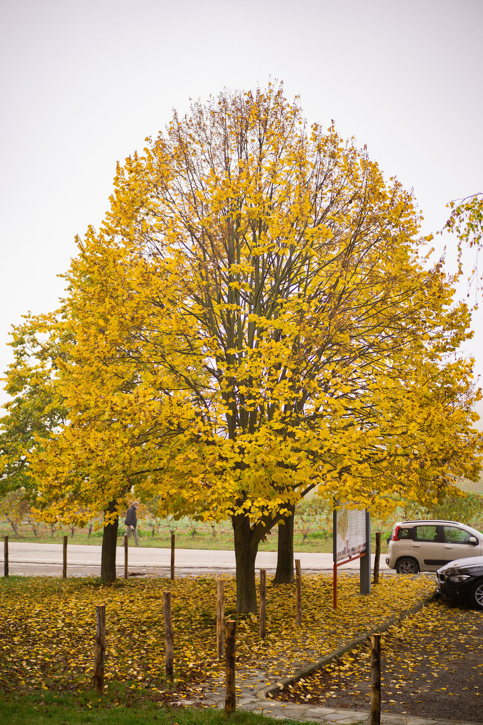 Albero giallo