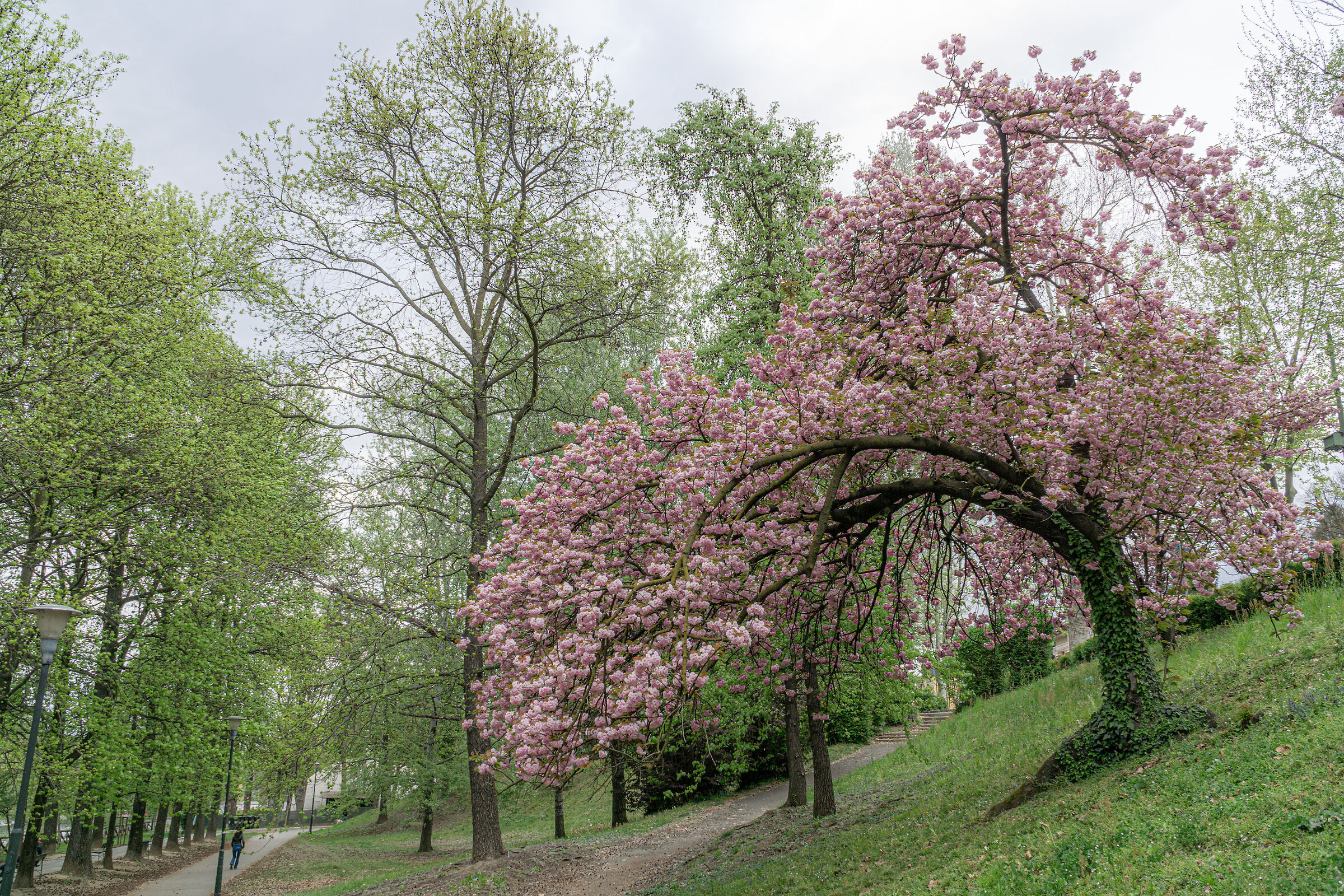 Albero che si inchina
