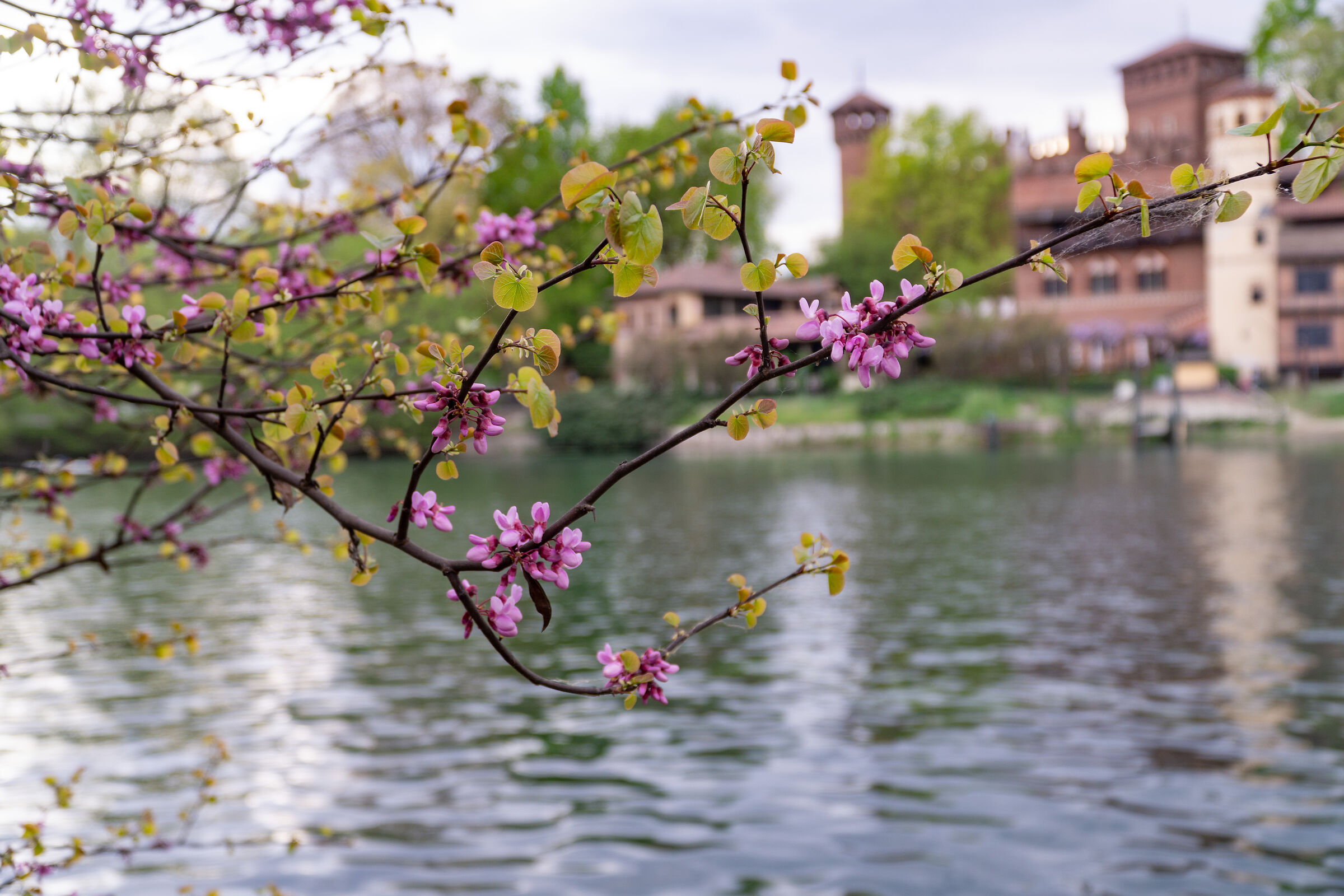 Ramoscello con fiori