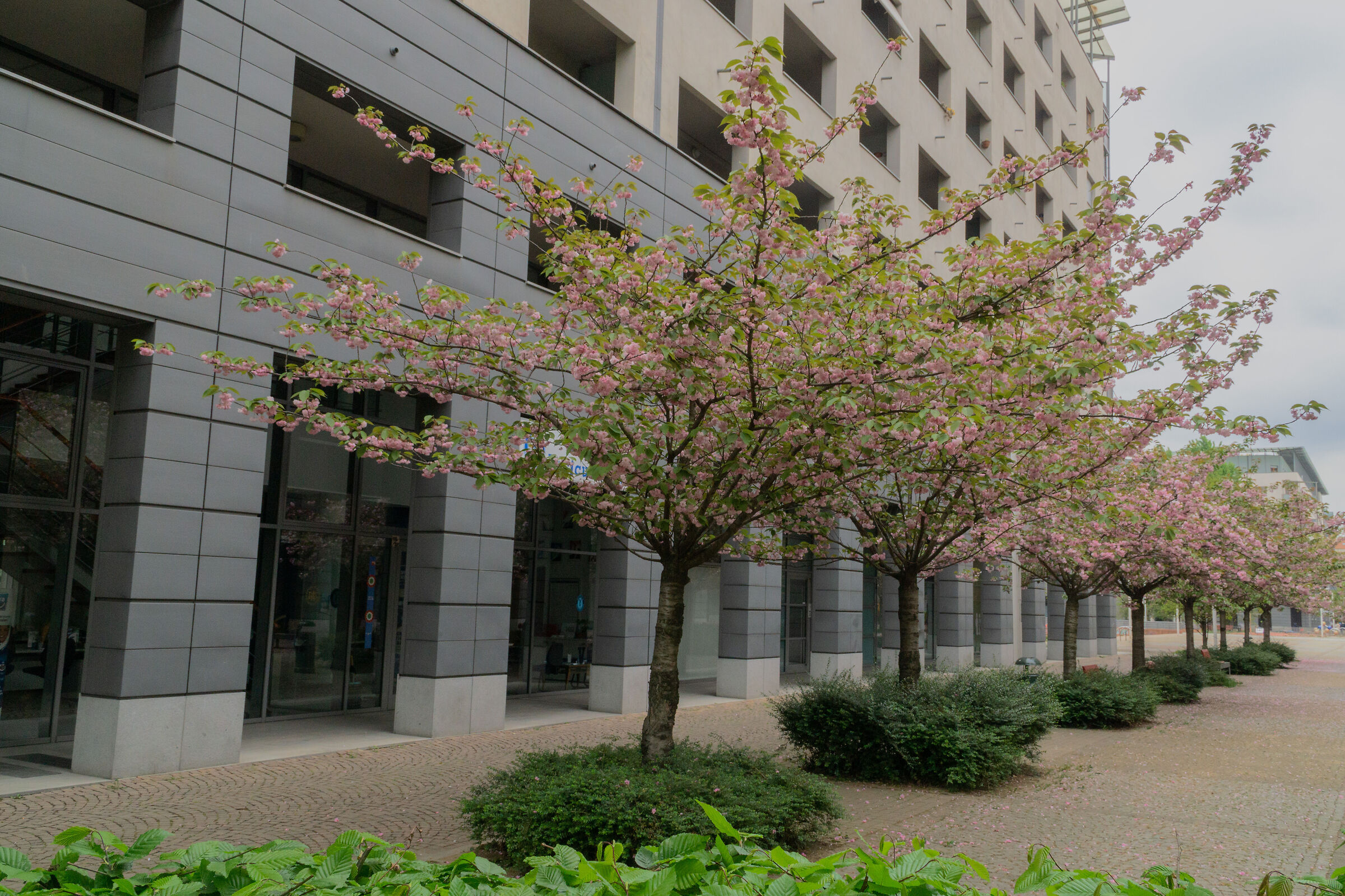 Alberi in prospettiva