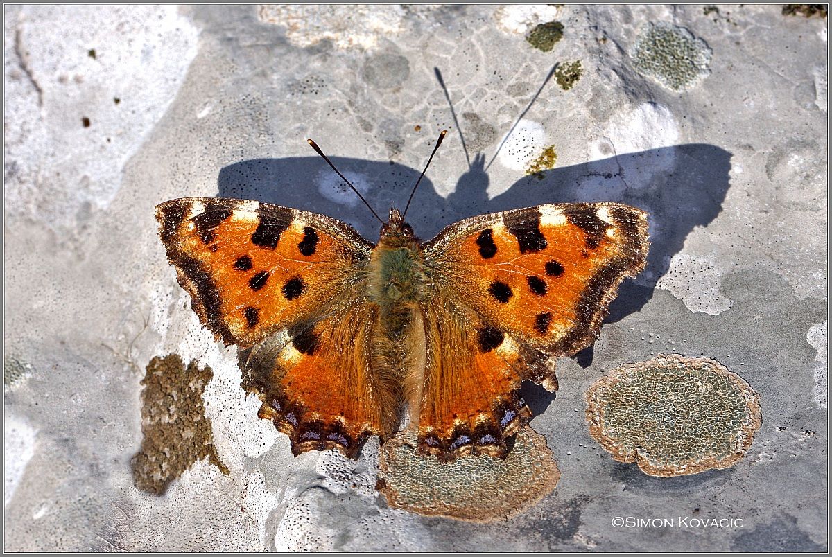 Nymphalis polychloros