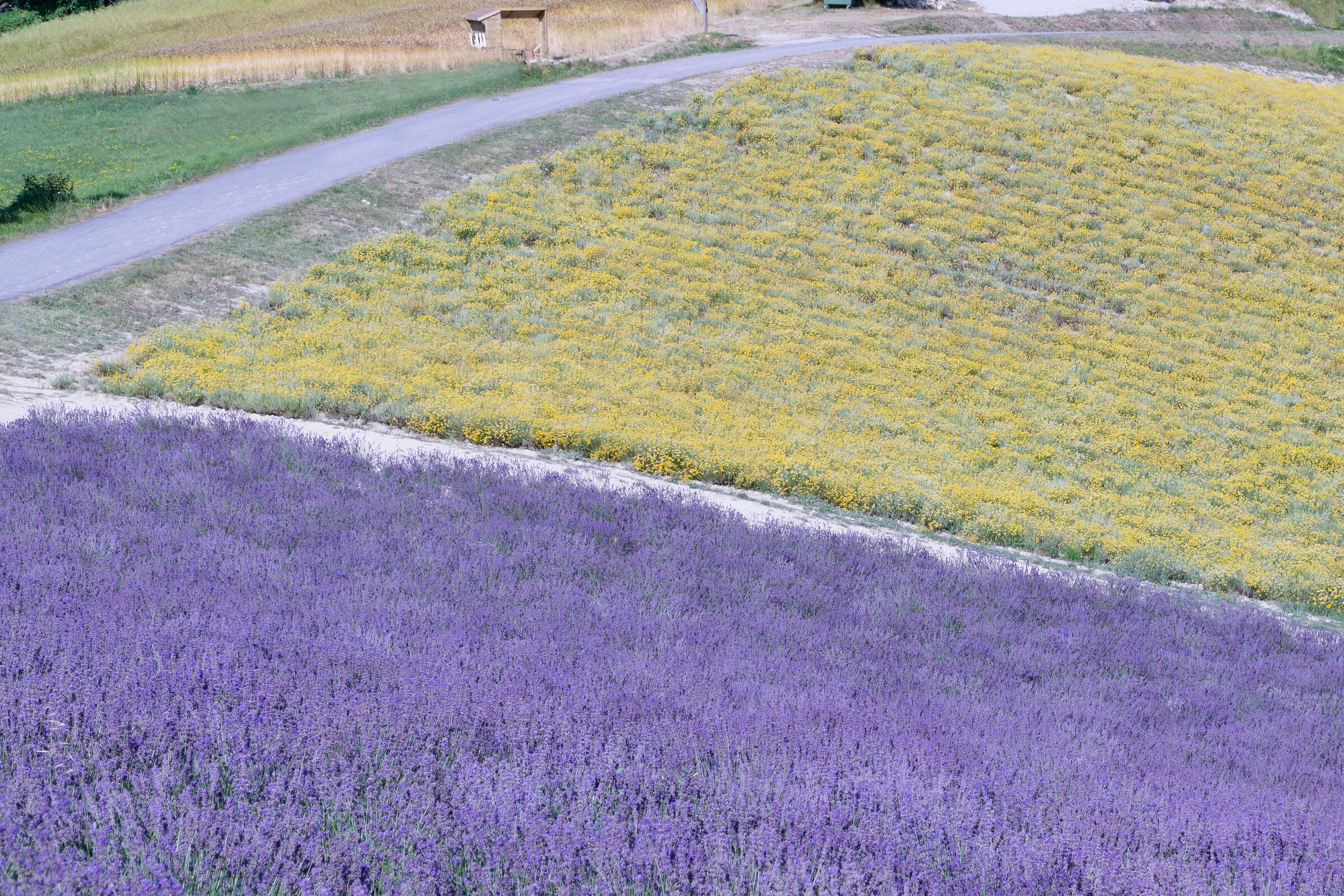 Lavanda ed elicriso
