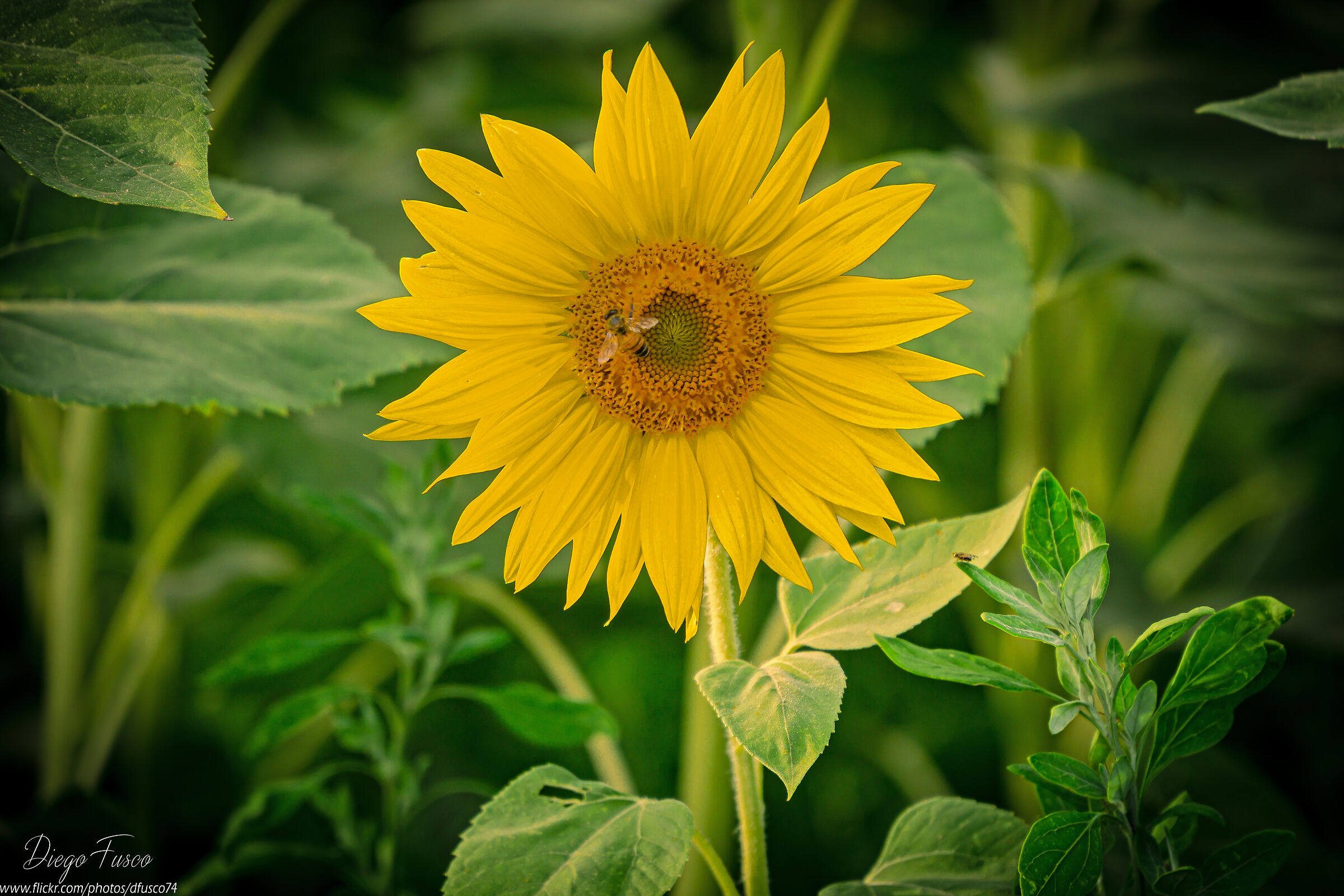 Bee on sunflower