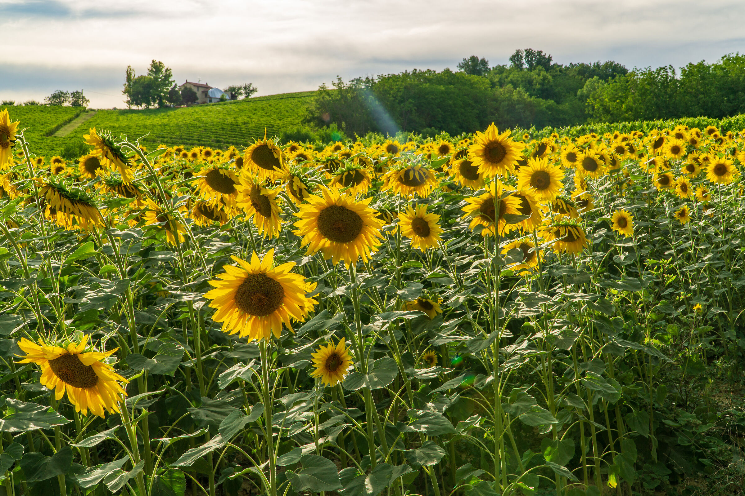 Sunflowers field