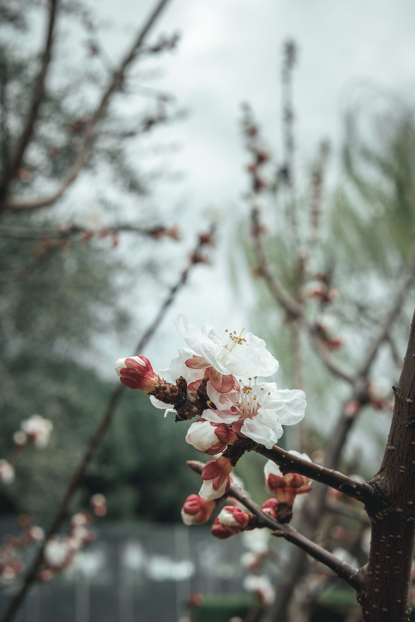 Primavera dell'albicocco