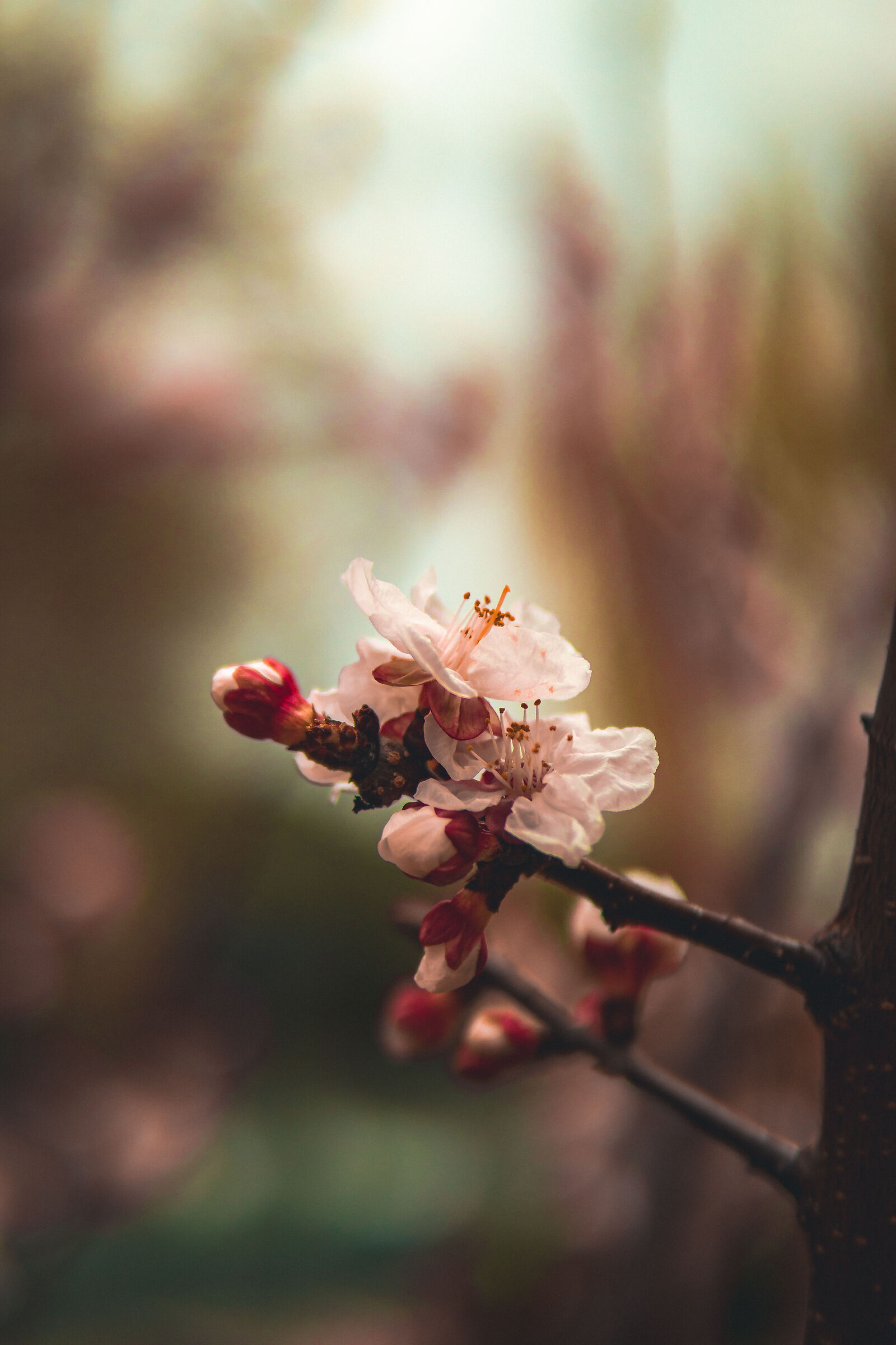 Primavera dell'albicocco