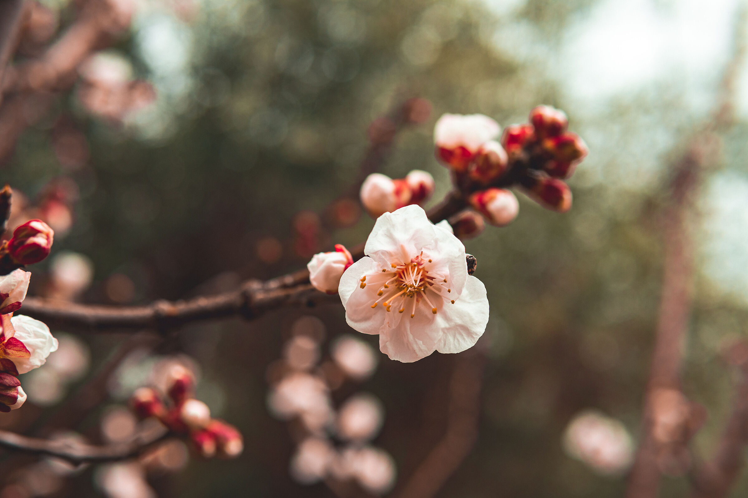 Primavera dell'albicocco