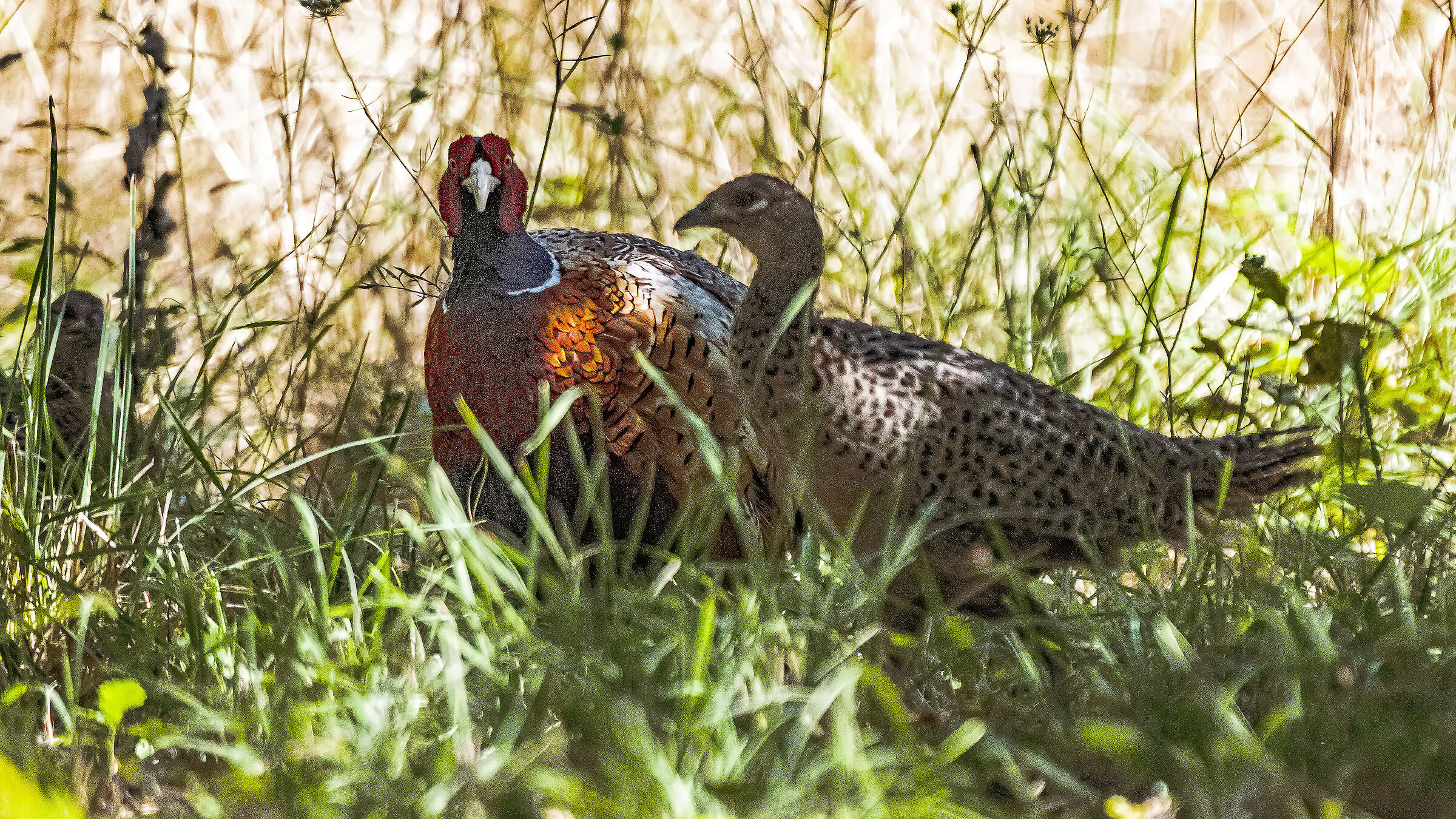 Pheasants in the family