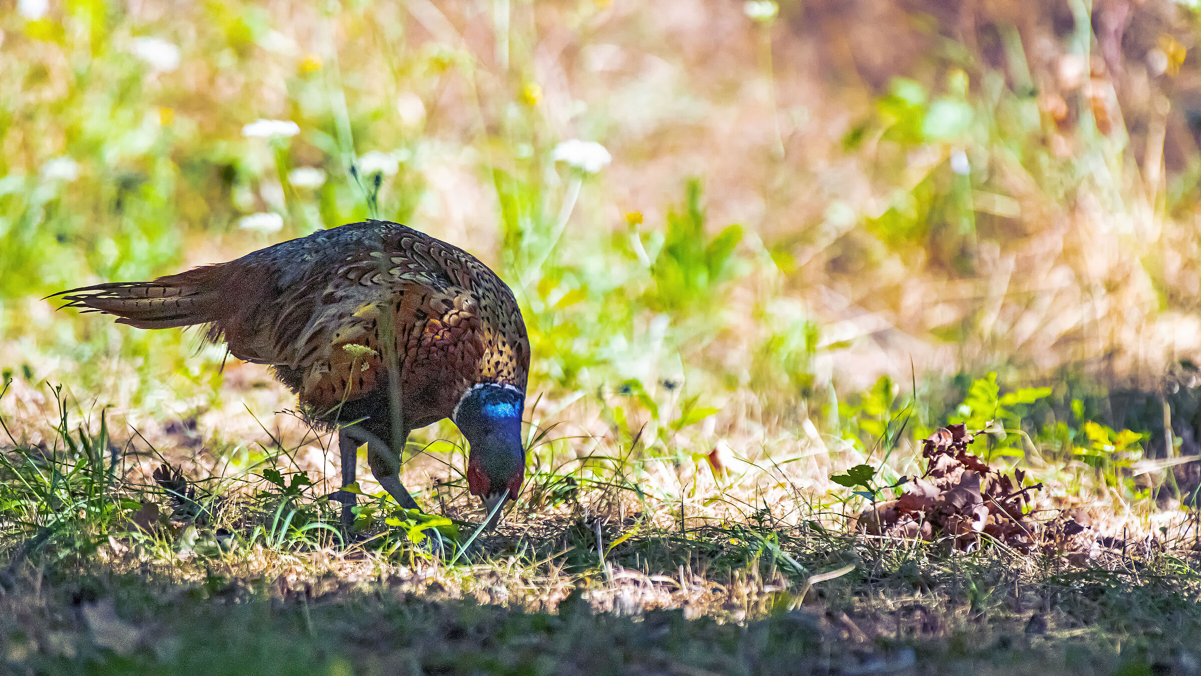Between light and shadow