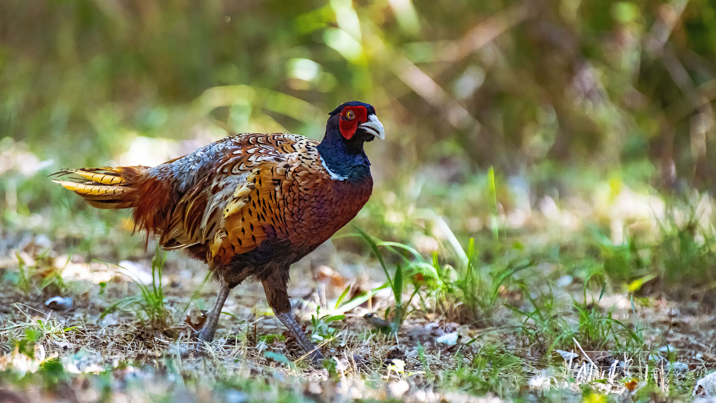 Pheasant