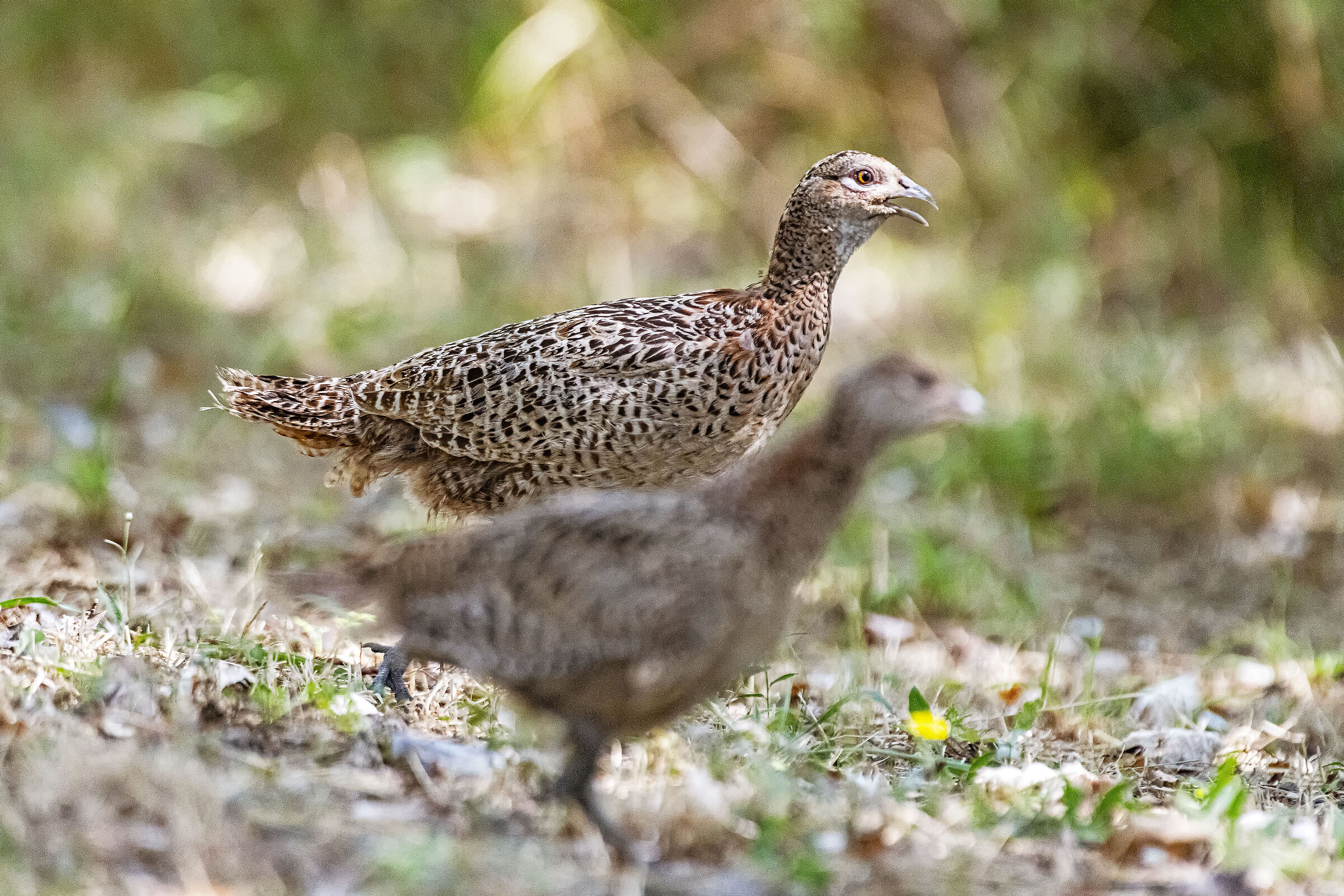 pheasants on the run