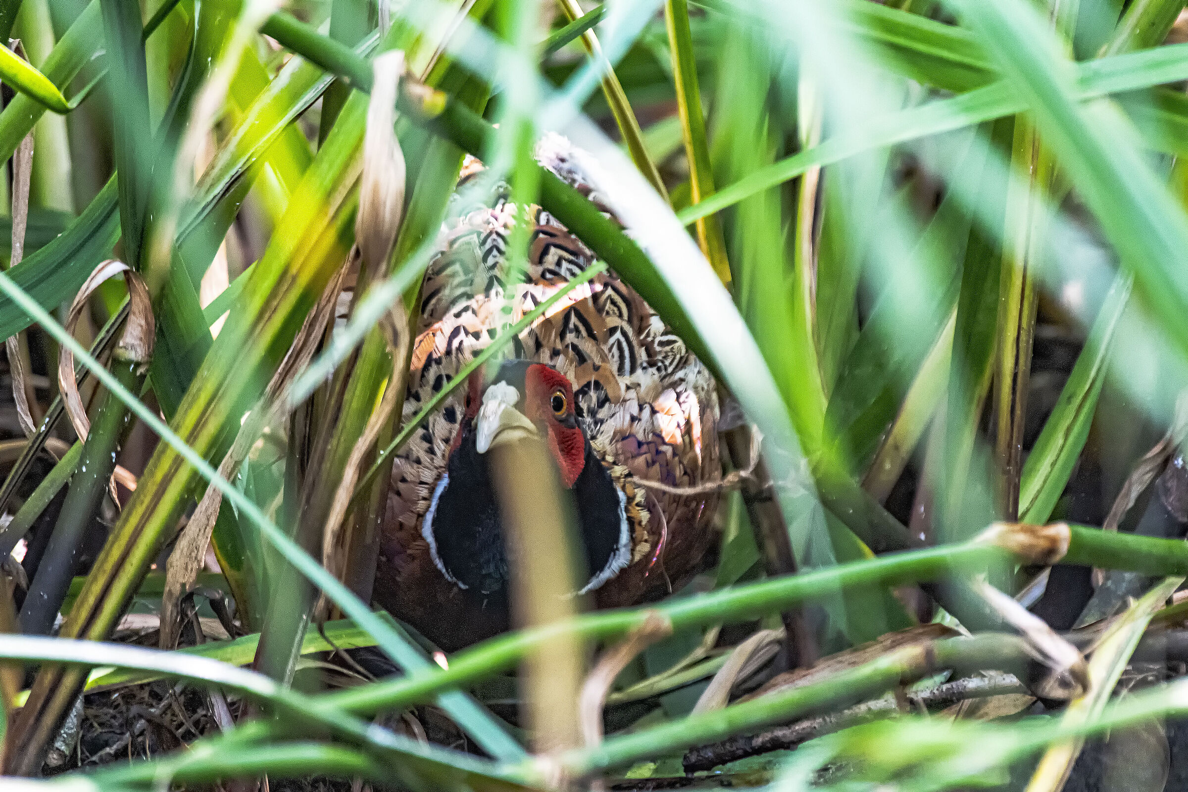 Pheasant at the watering