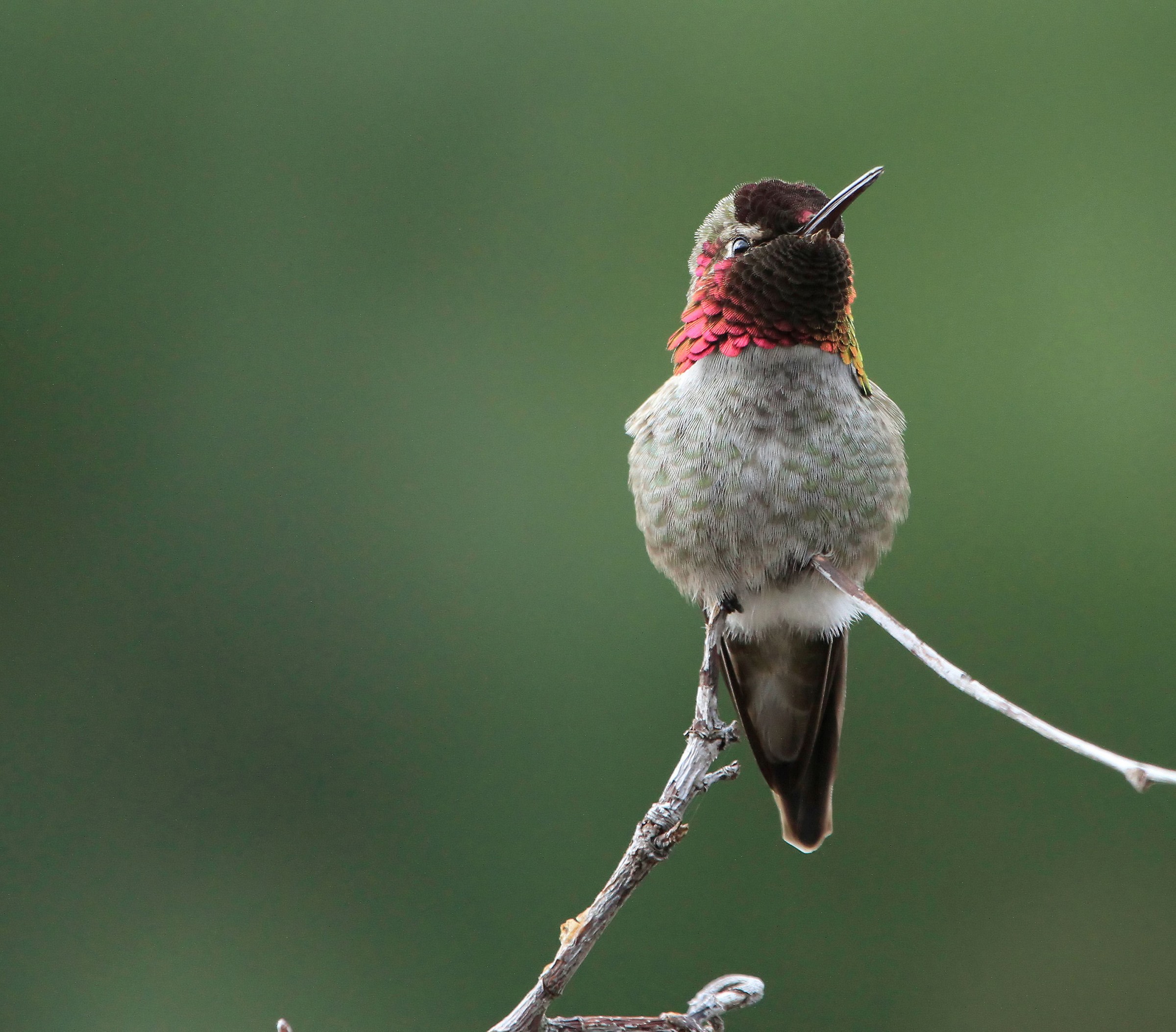 Anna's Hummingbird