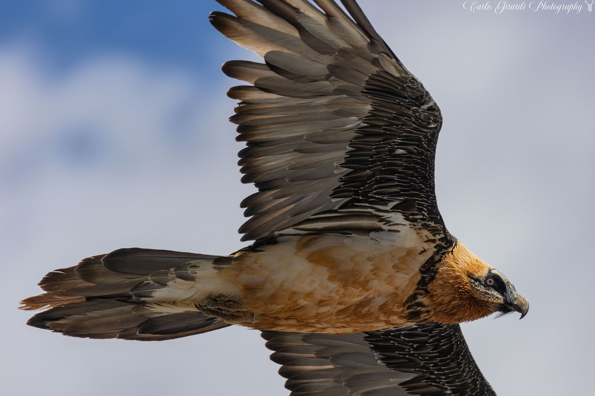 Special signs Beautiful Gypaetus barbatus